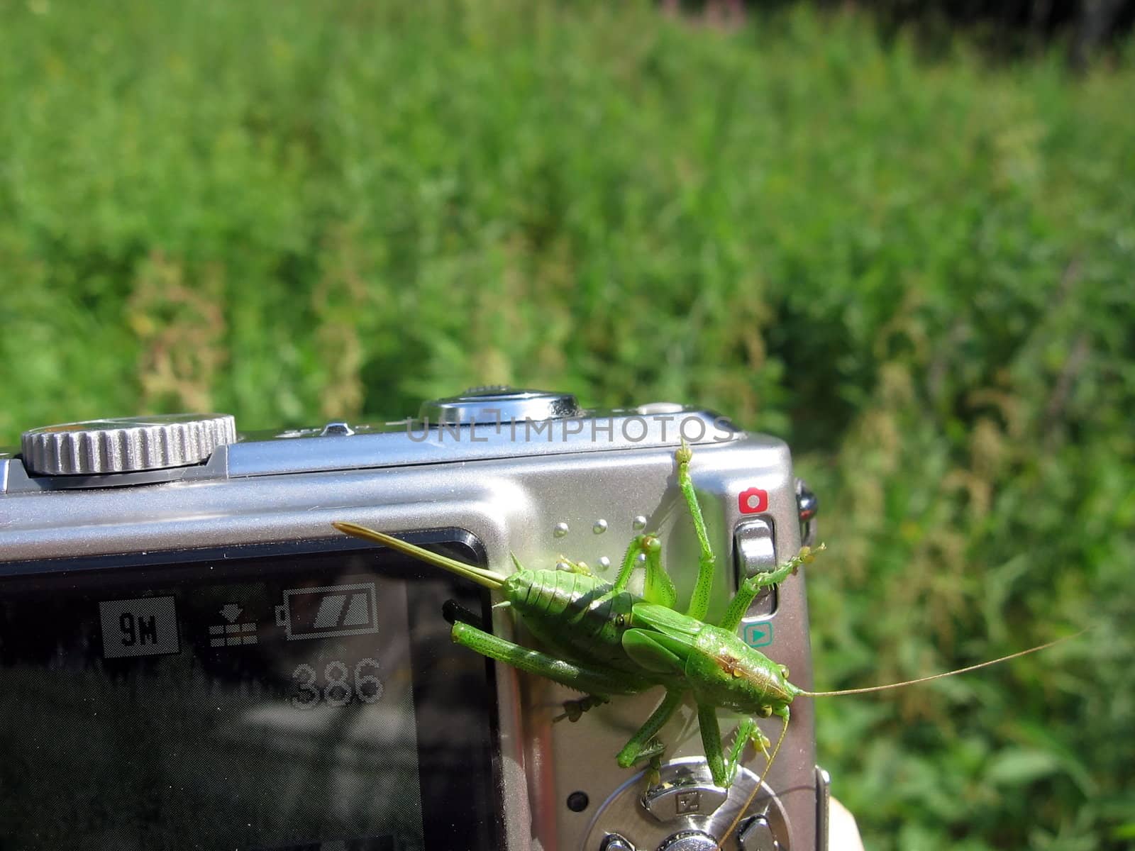 Grasshopper on the camera by tomatto
