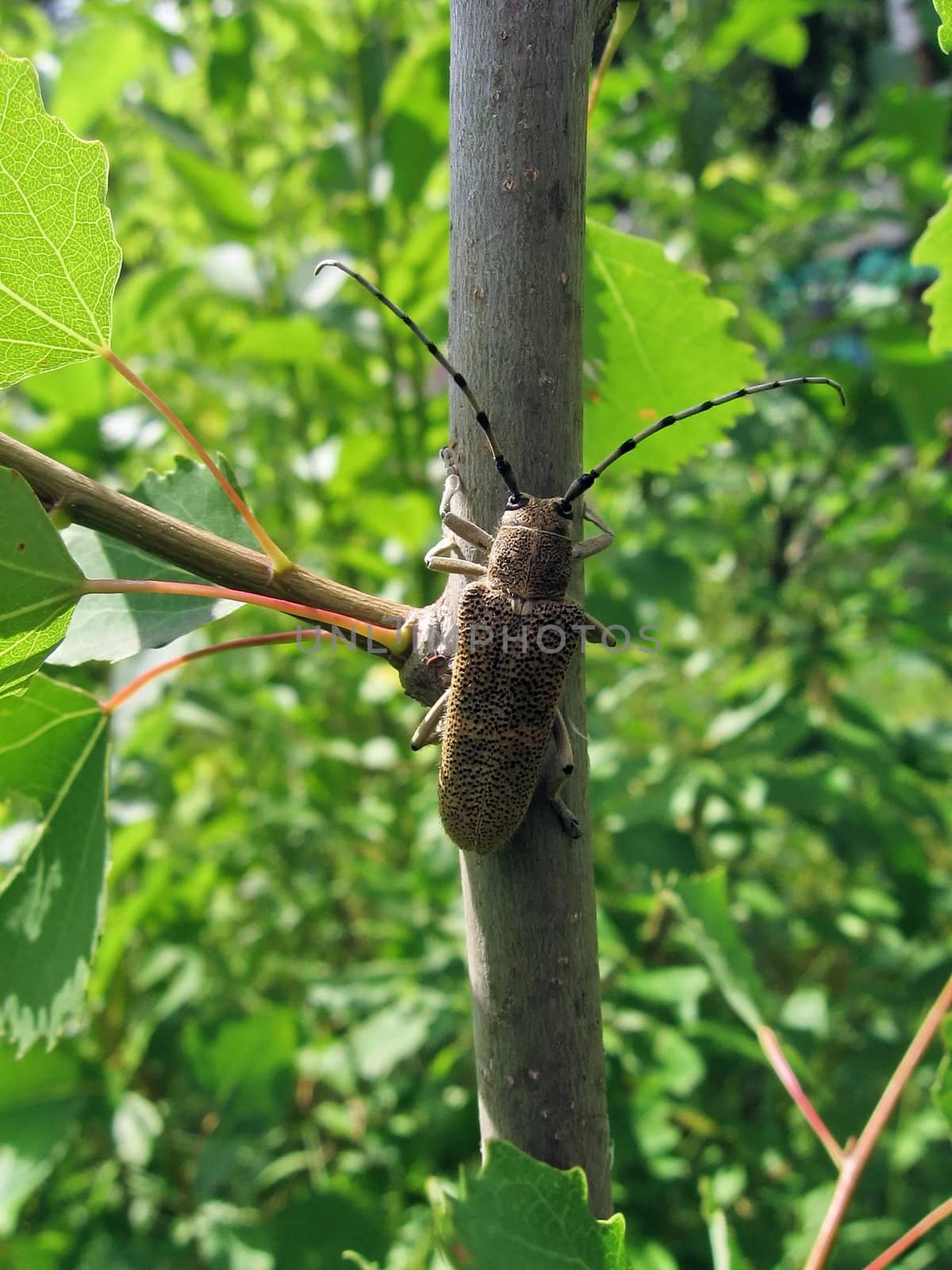 Large beetle on the tree by tomatto