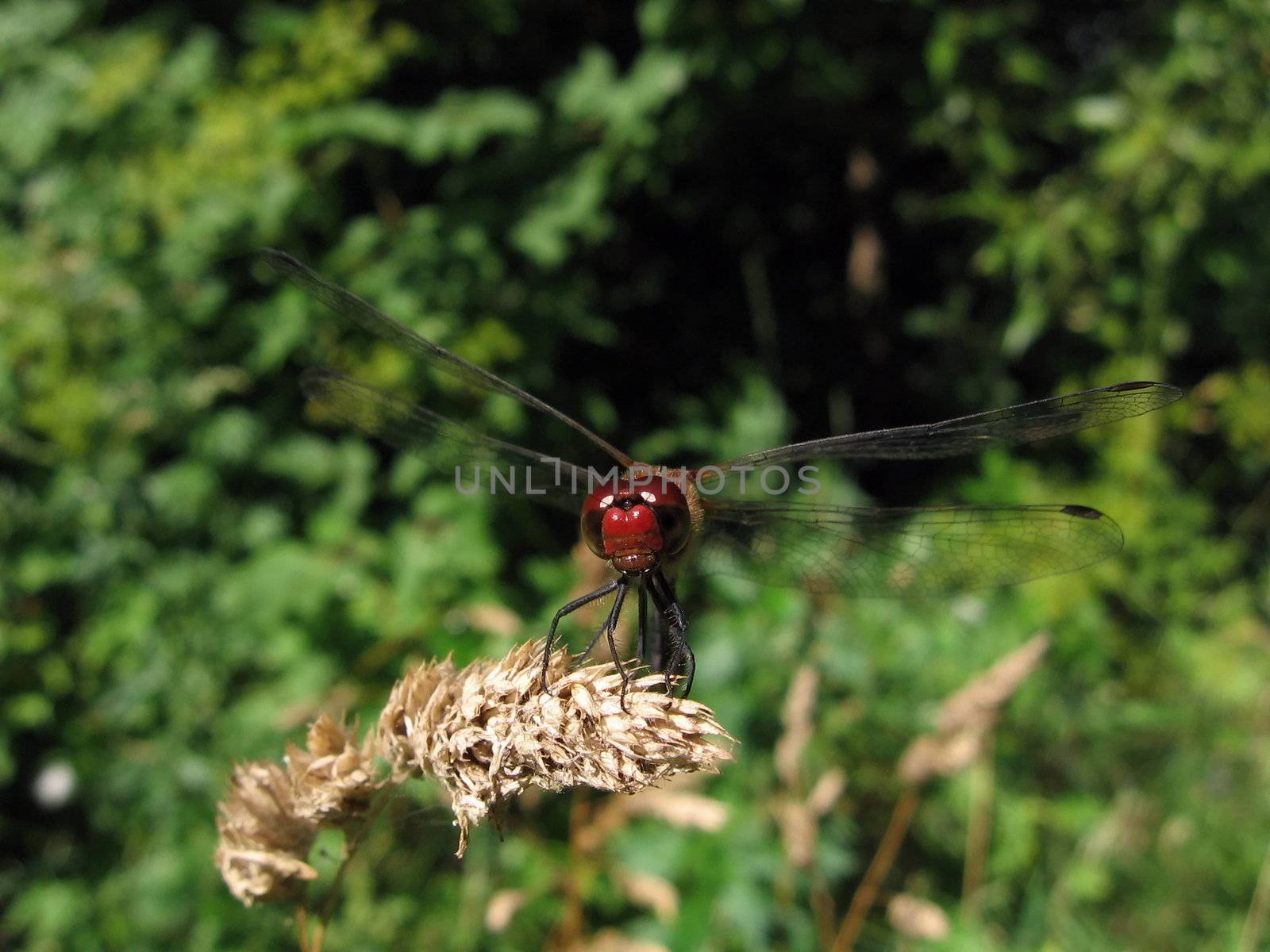 Red dragonfly on the stalk by tomatto