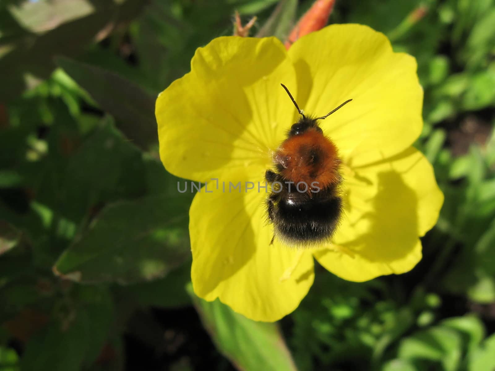 Bumble-bee on yellow flower by tomatto