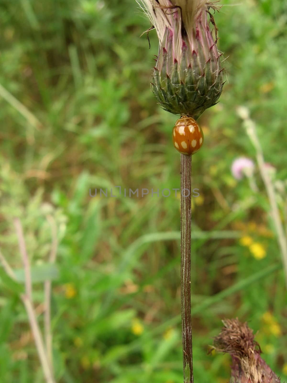 Very beautiful ladybird sits on the top of the stalk