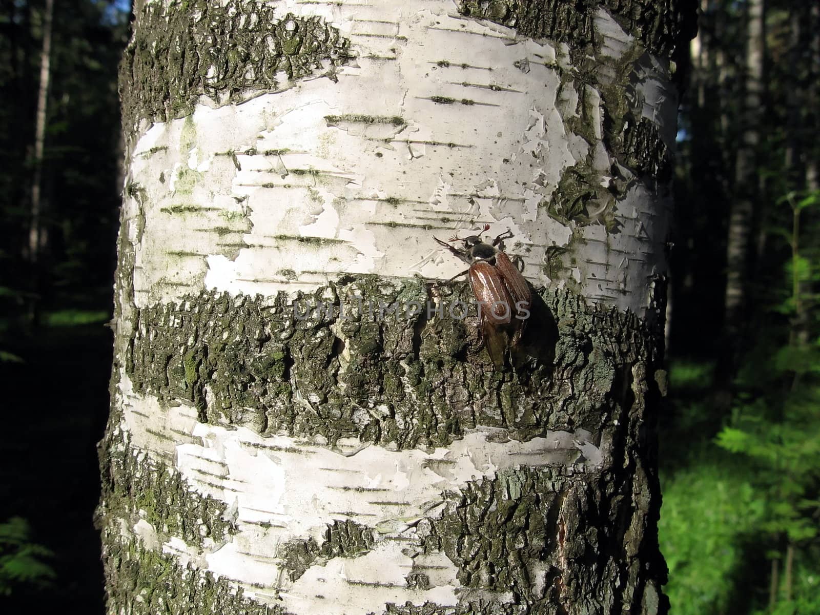 Small May-bug sits on the trunk of birch in the forest