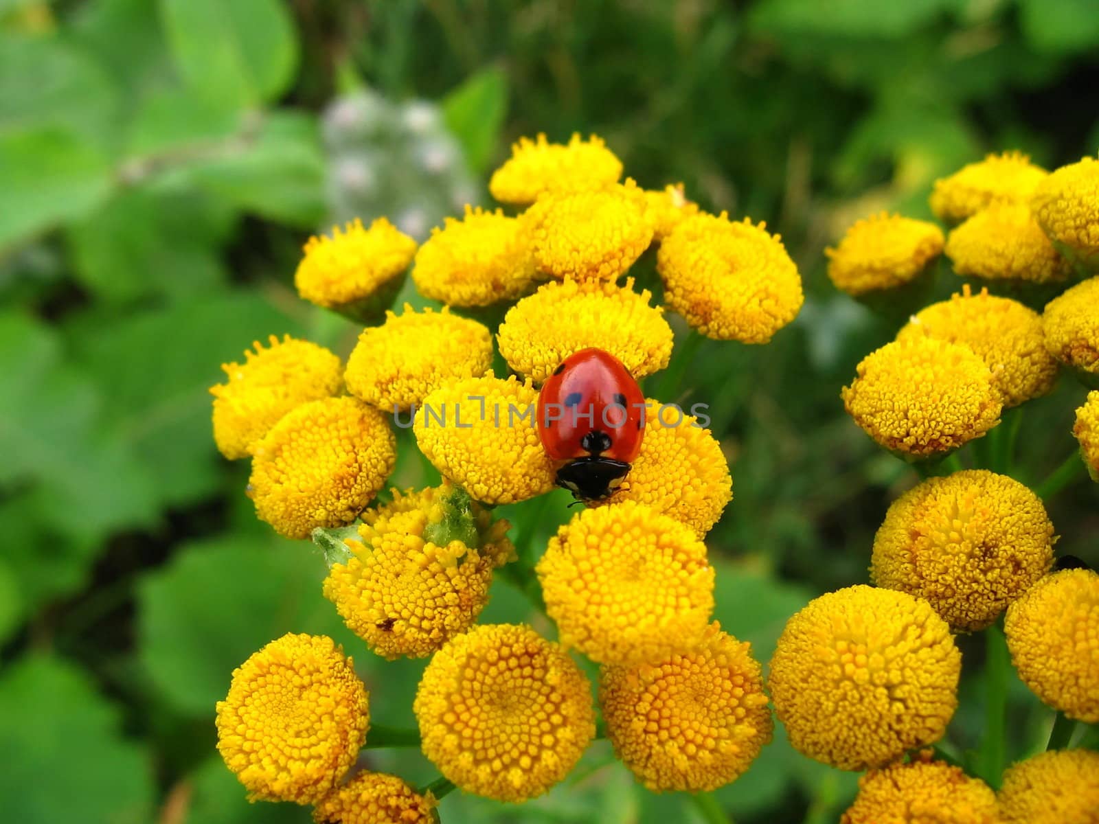 Beautiful red ladybird sits on yellow flowers