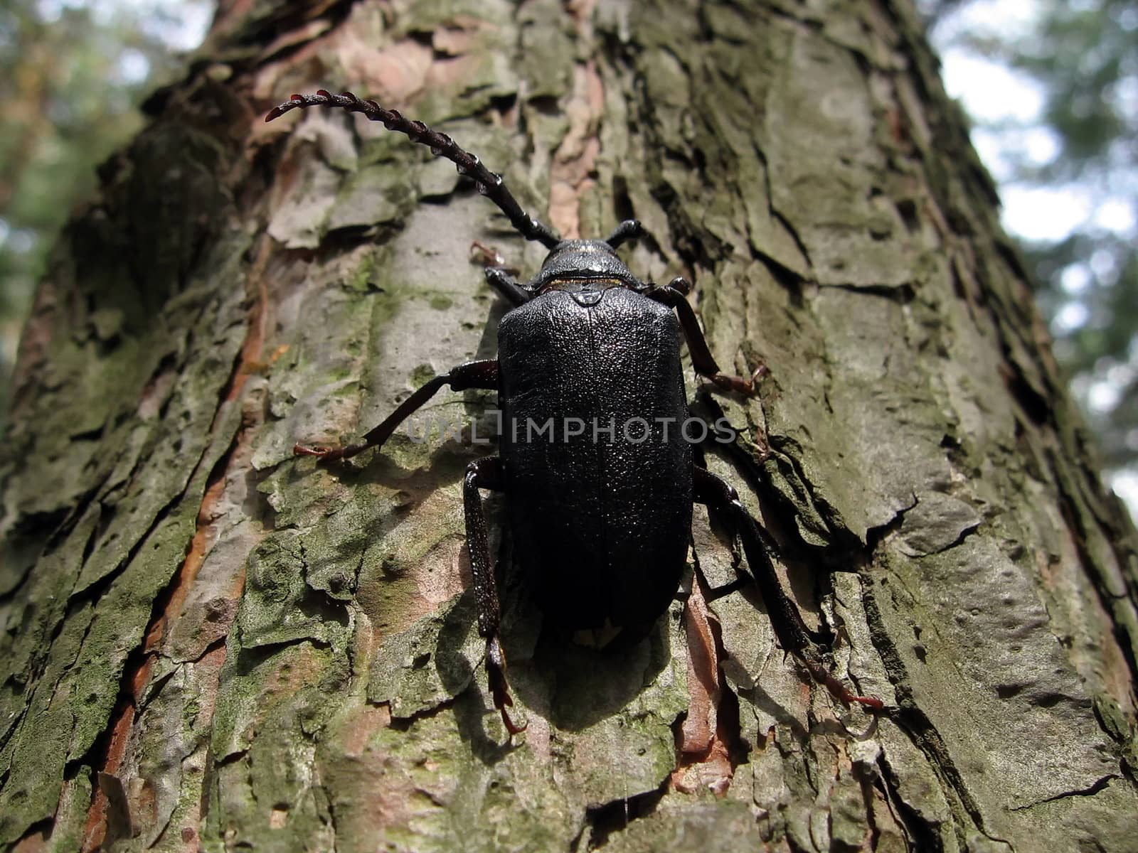 Strong black beetle sits on the pine trunk