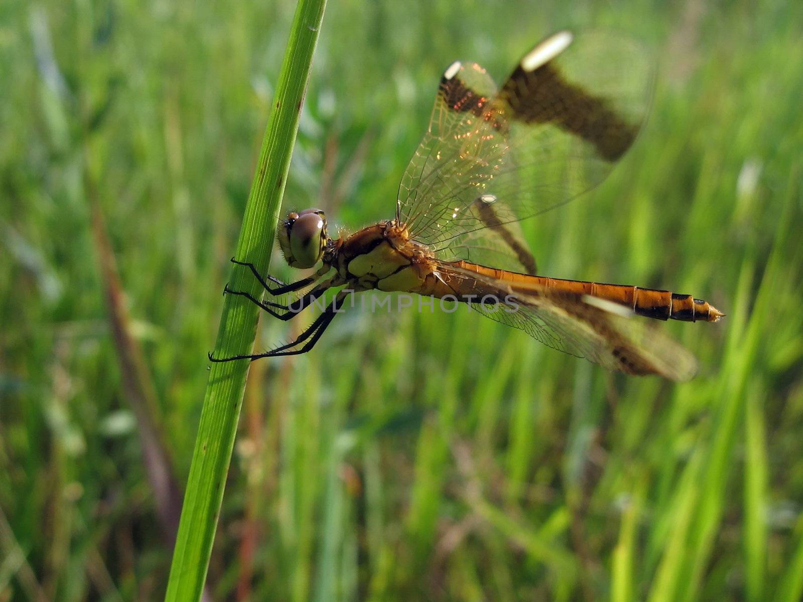 Large dragonfly sits on the grass on a background of field