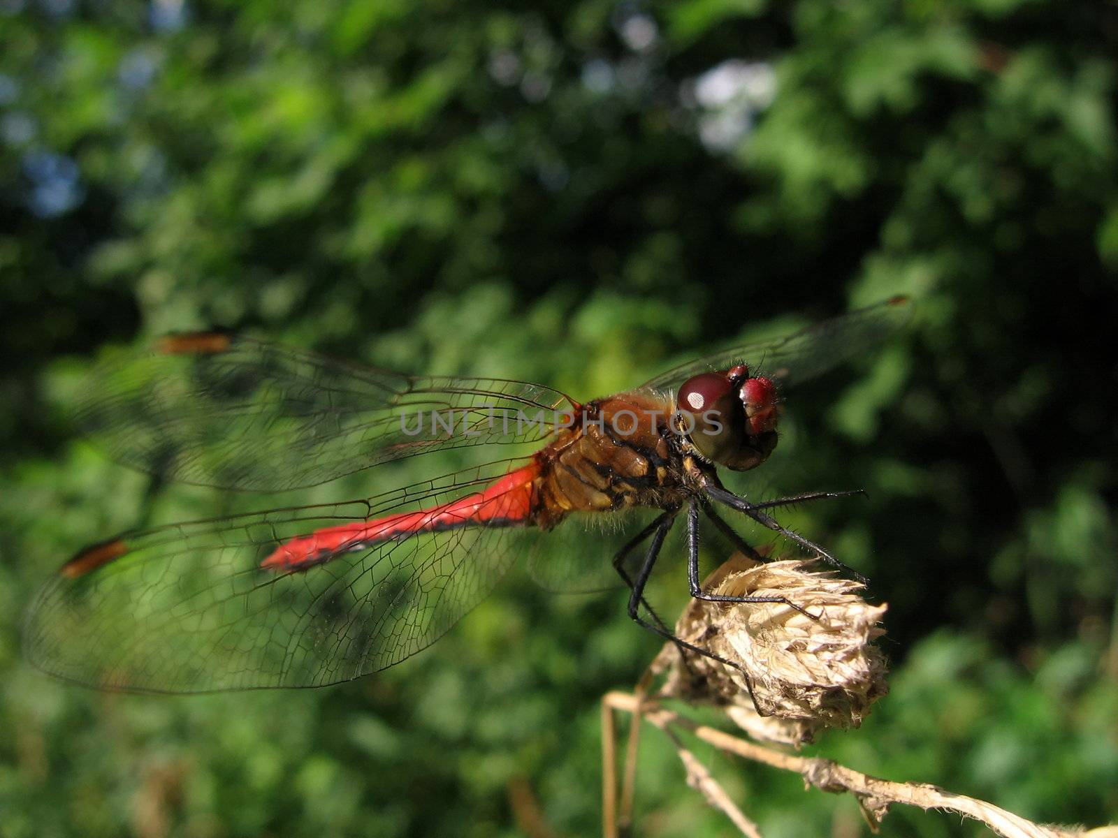 Red dragonfly on stalk by tomatto