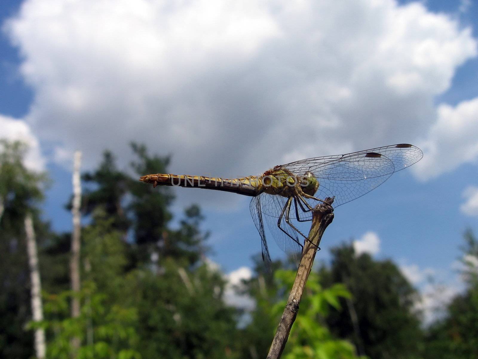 Cute dragonfly sits on the stalk on a background of blue sky with clouds