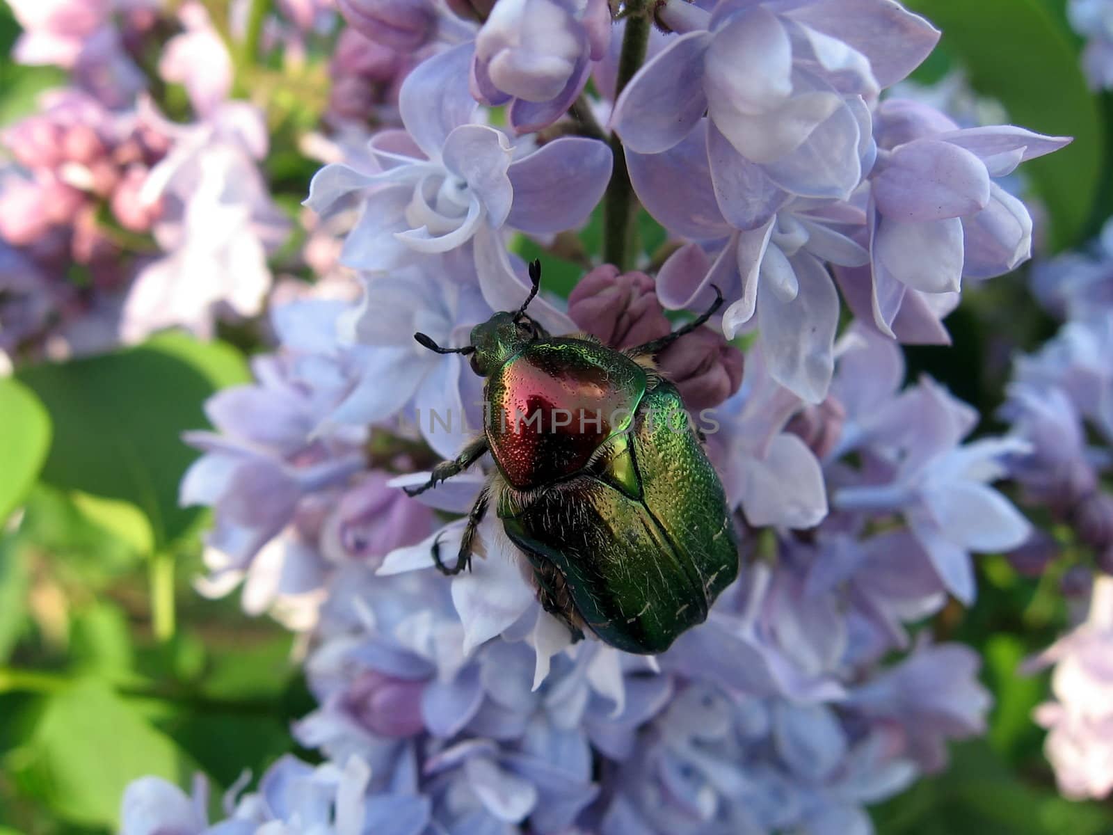 Very beautiful copper large beetle sits on the lilac flowers