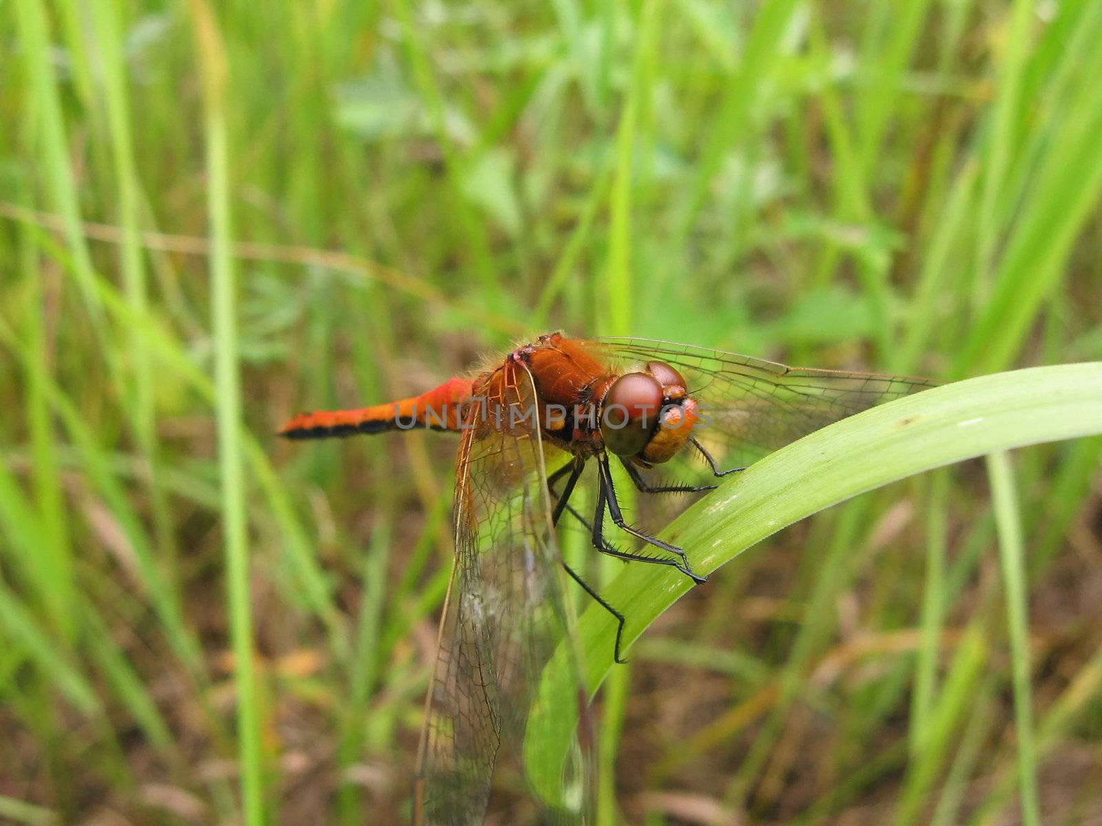 Large dragonfly sits on the grass on a background of field