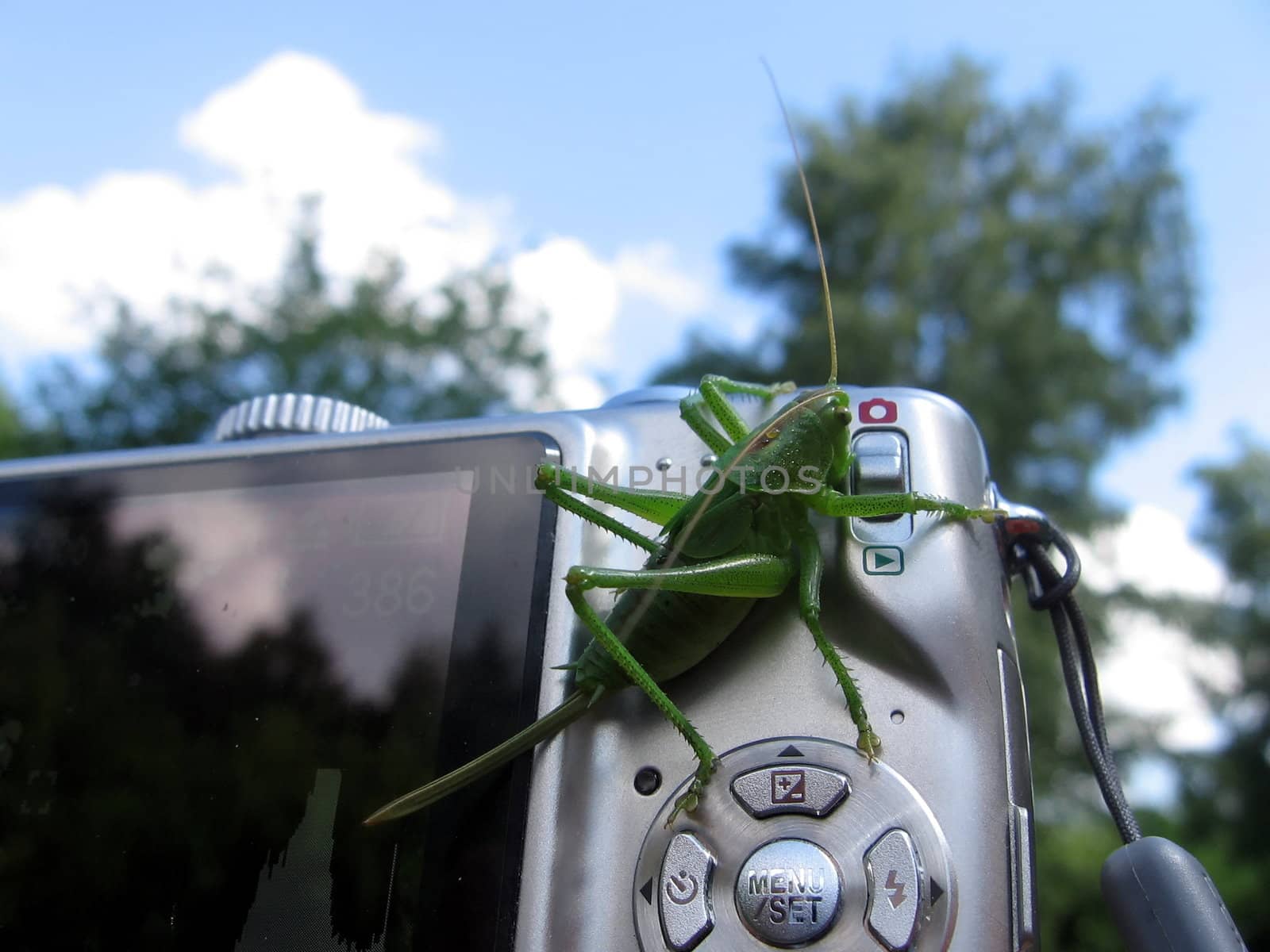 Cute green grasshopper sits on the digital camera