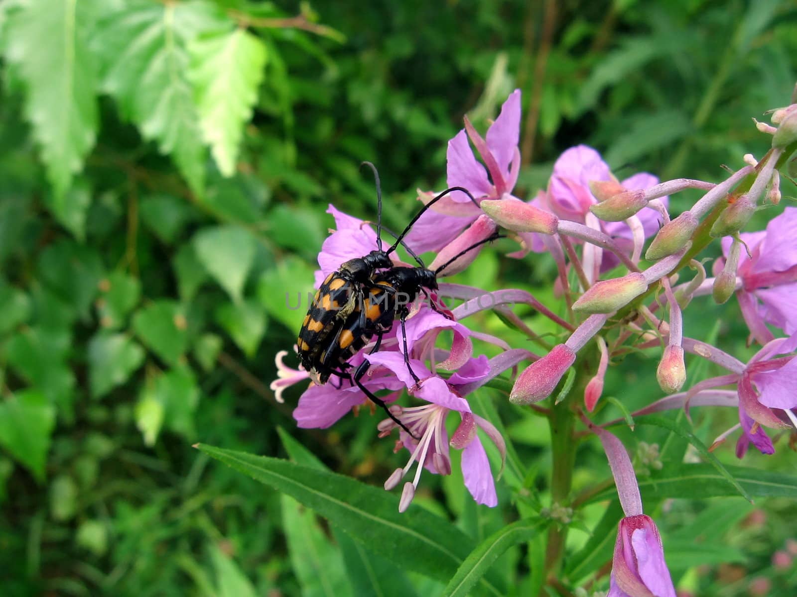 A pair of beetles sits on the flowers on a background of field