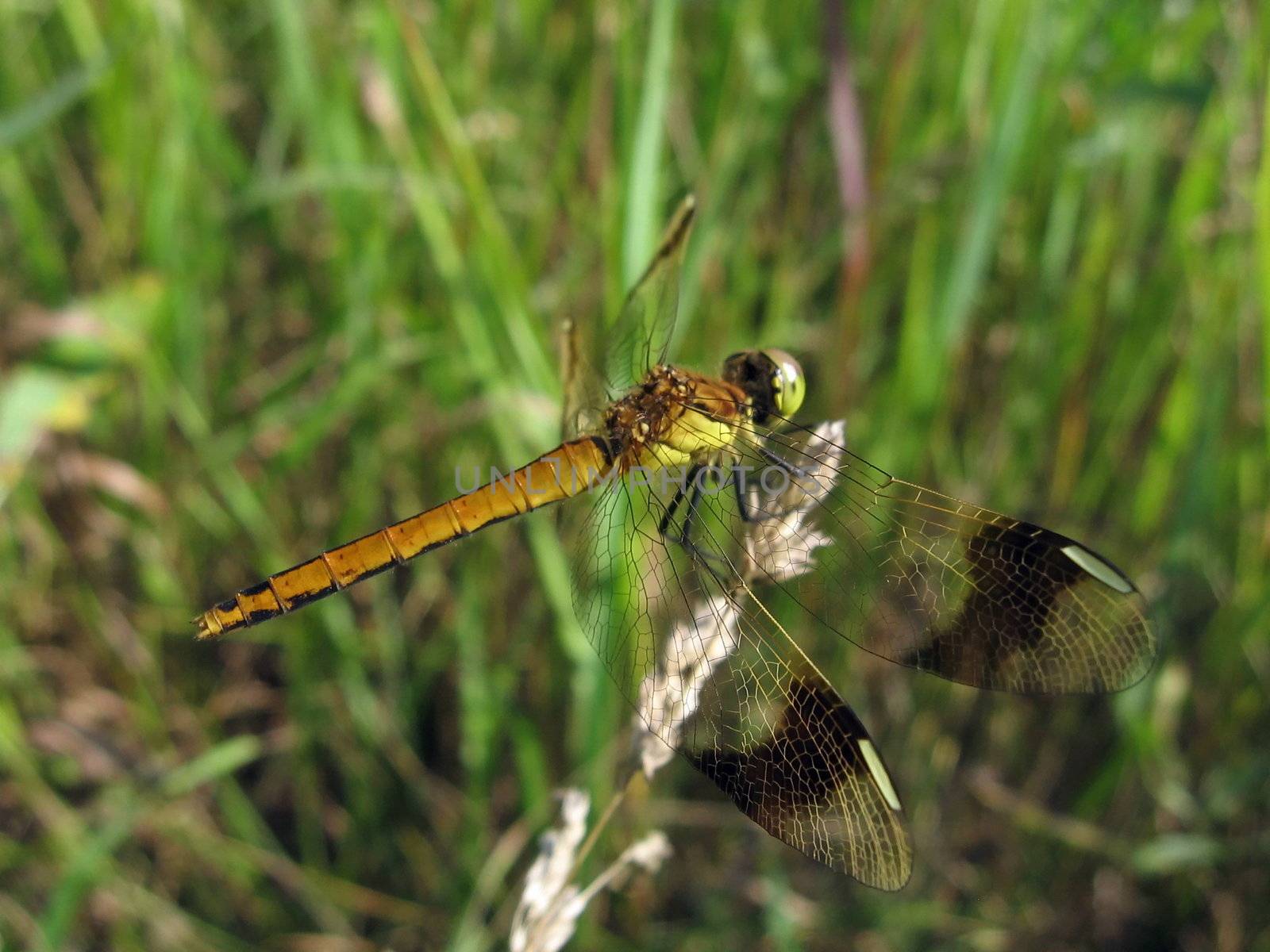 Large dragonfly sits on the stalk on a background of field