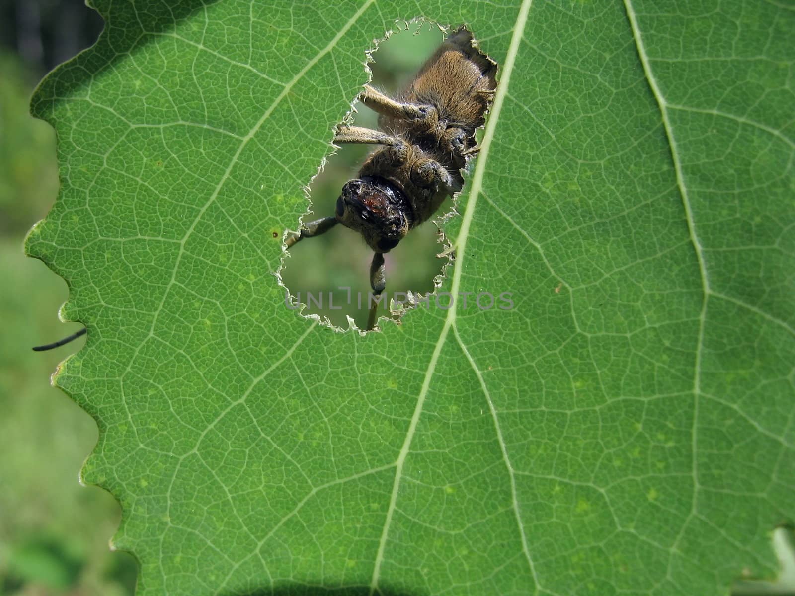 Cute beetle sits in the hole of the leaf