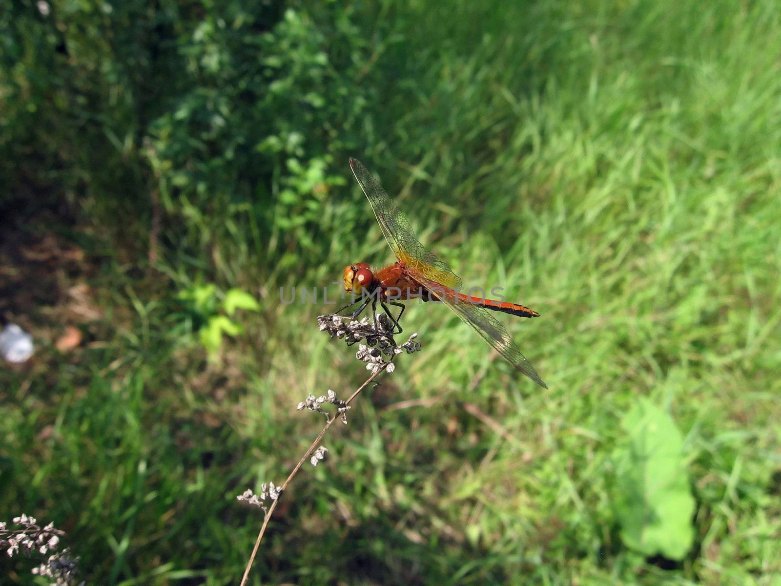 Red strong dragonfly sits on the stalk