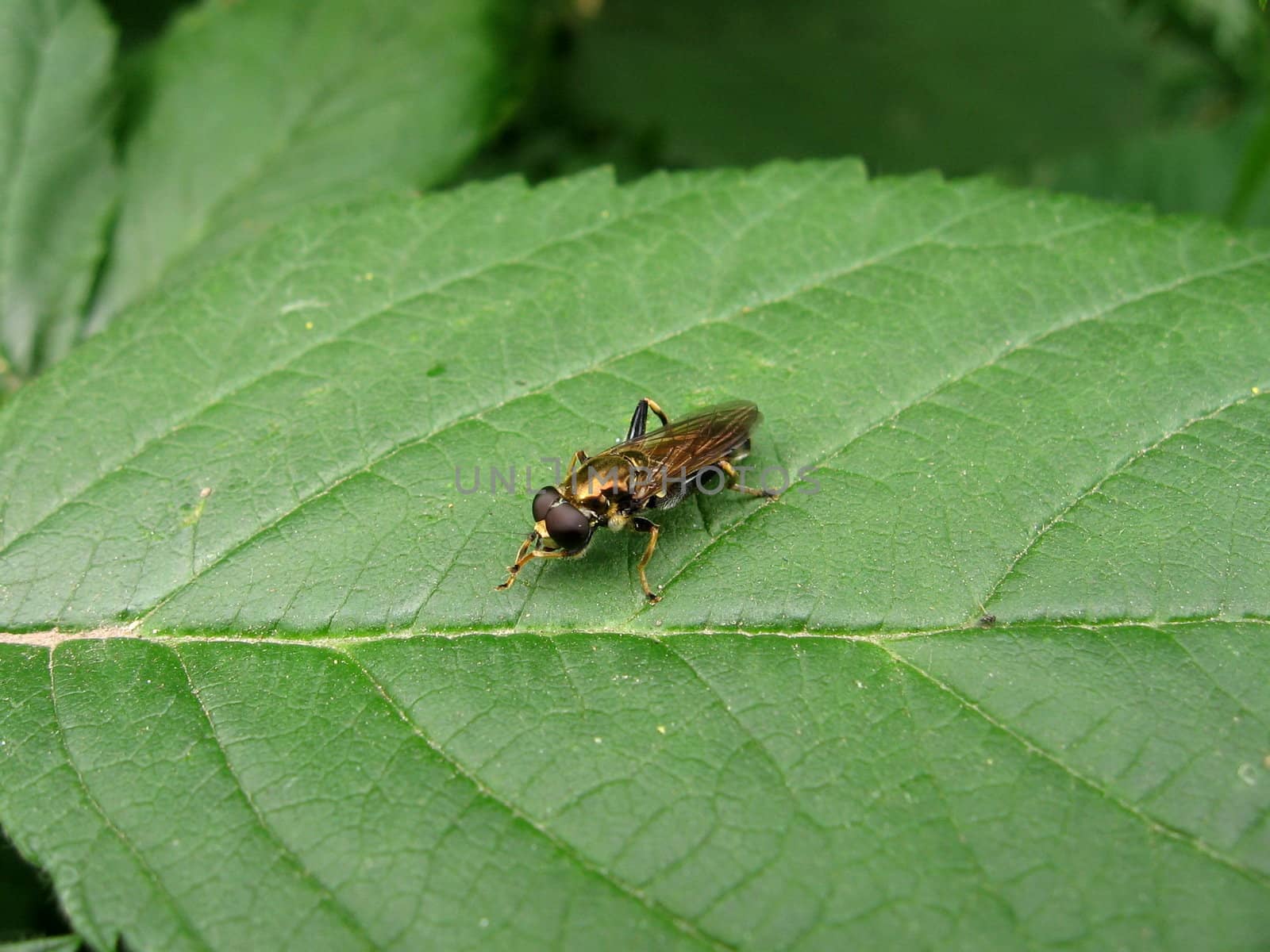 Cute gold fly sits on the green leaf