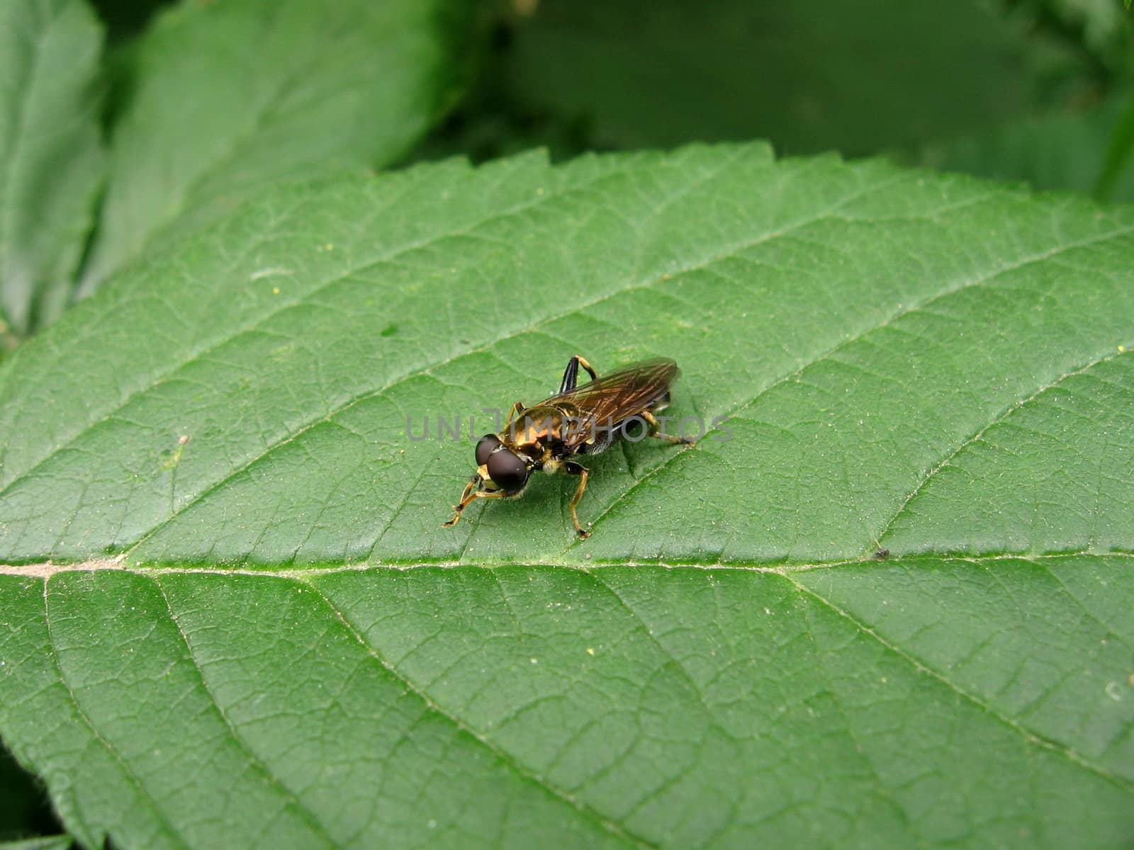 Fly on leaf by tomatto