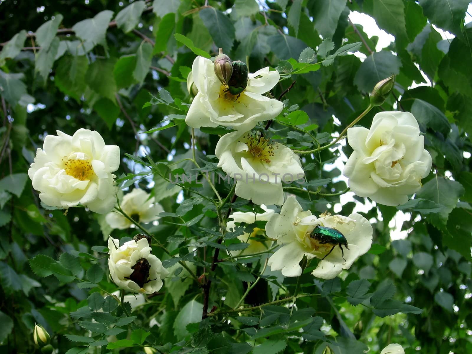 The blossoming dog-rose with beetles on the flowers
