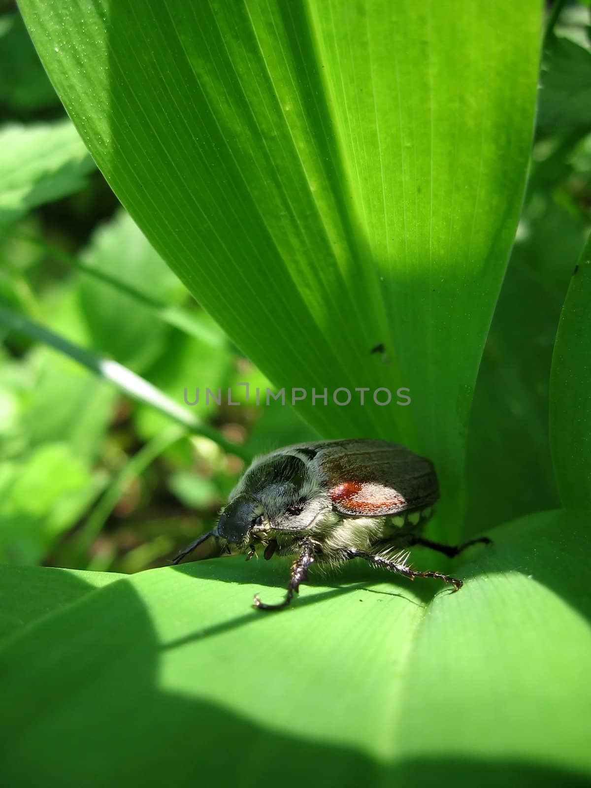 Very beautiful May-bug sits on the green leaf
