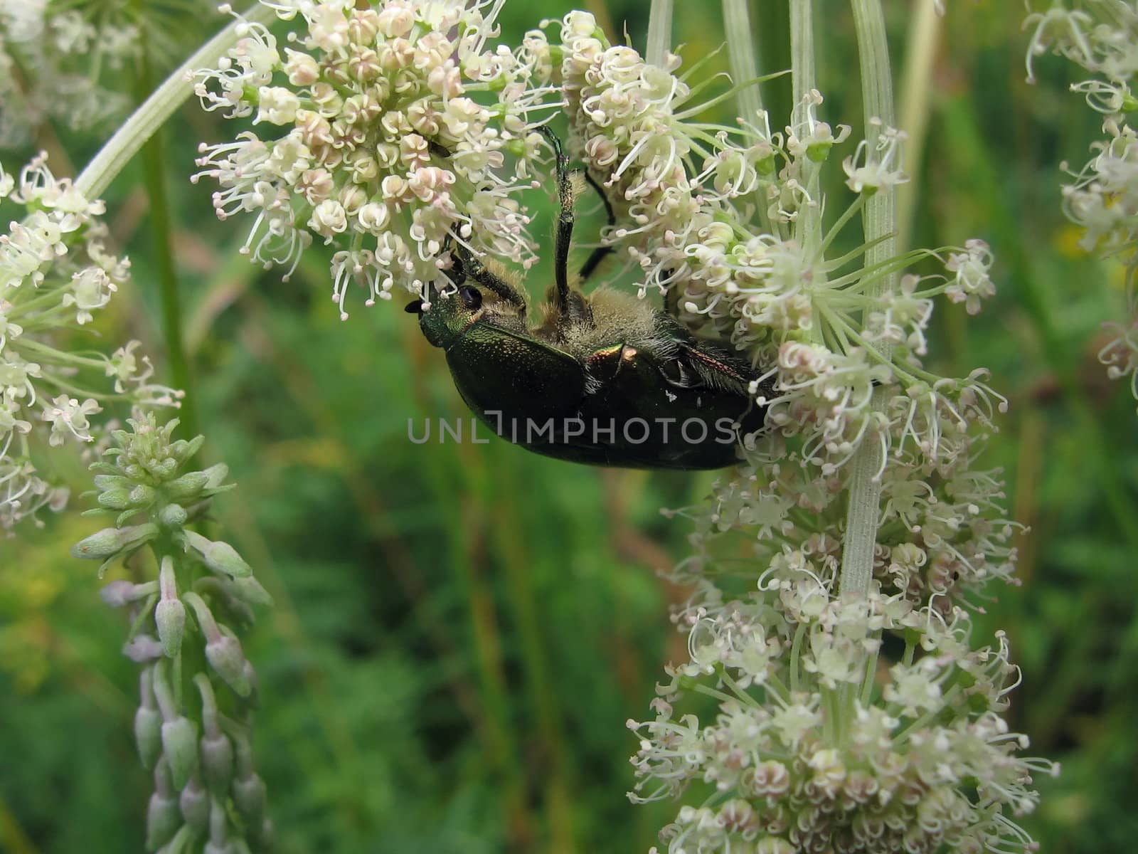 Very beautiful copper large beetle sits on the flowers