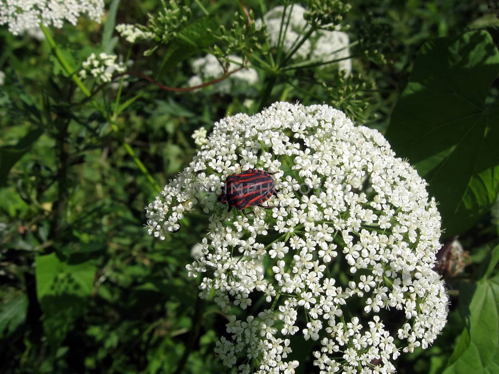 Motley red bug sits on the white flowers