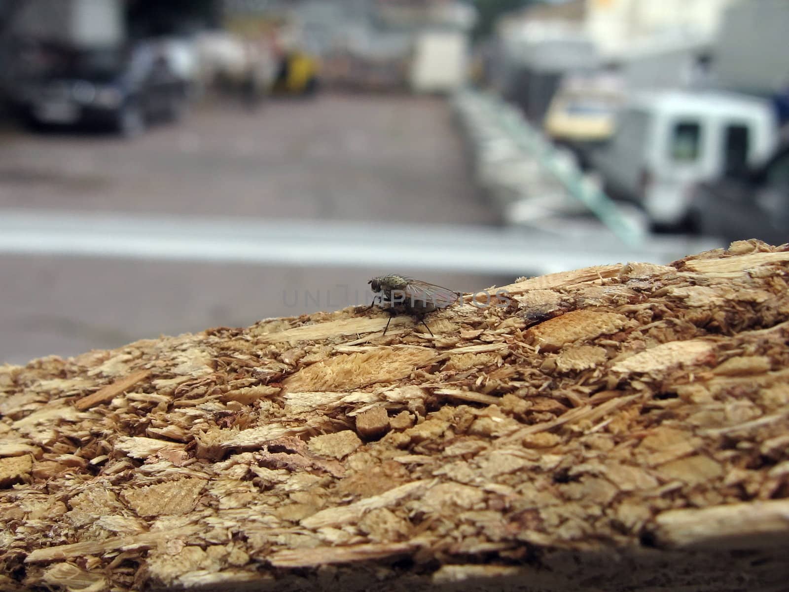 Single small fly sits on a background of large city