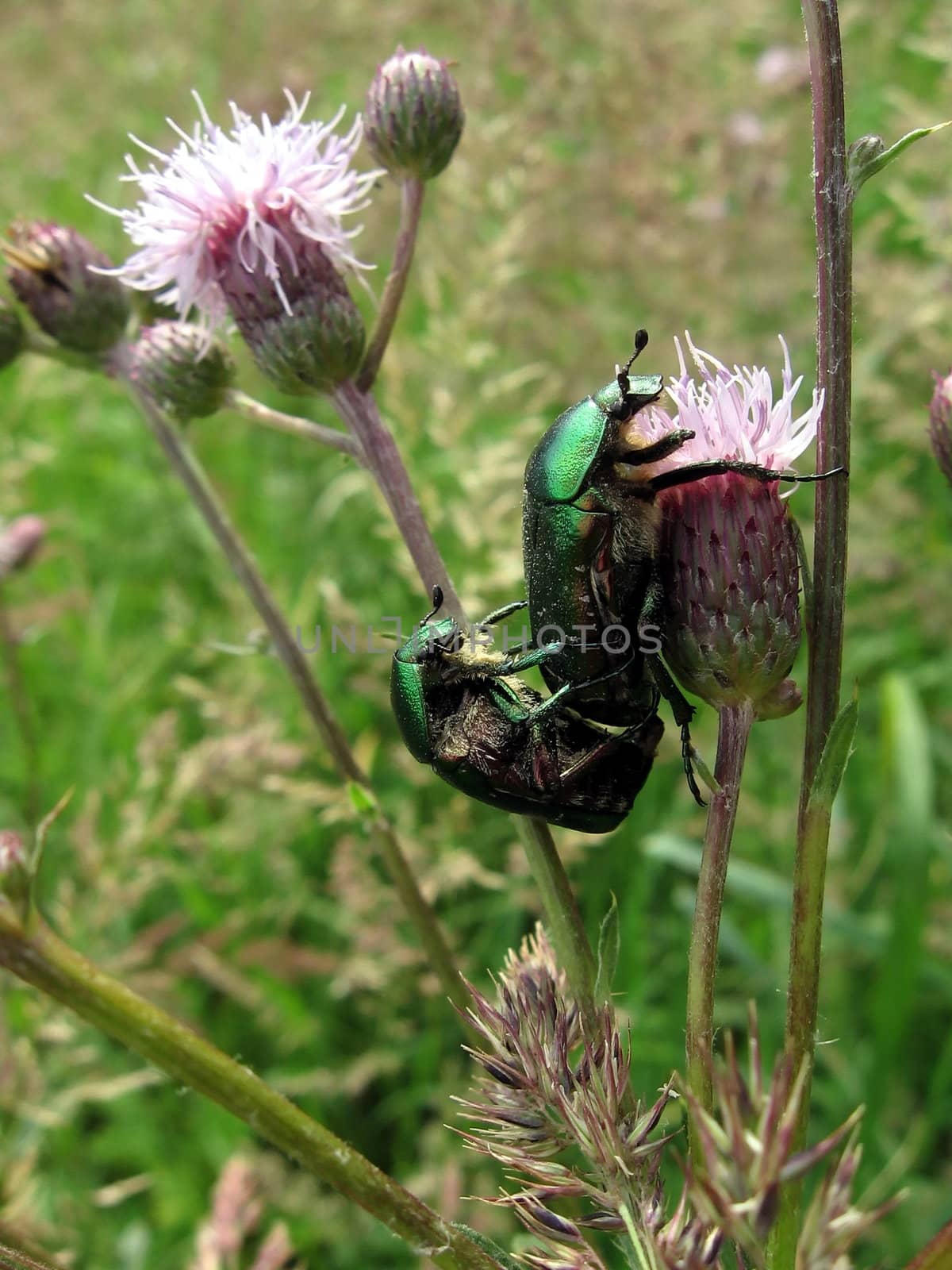 A pair of beetles sits on the flowers on a background of field