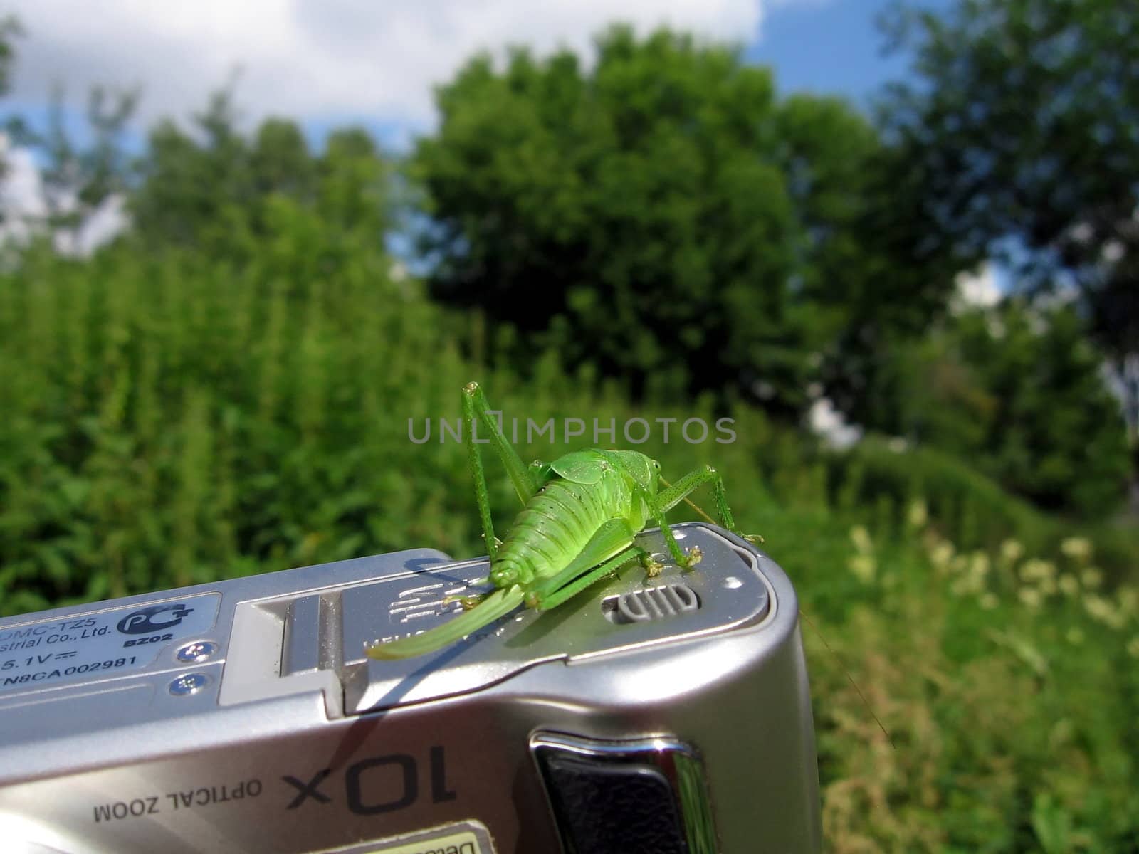 Green grasshopper on camera by tomatto