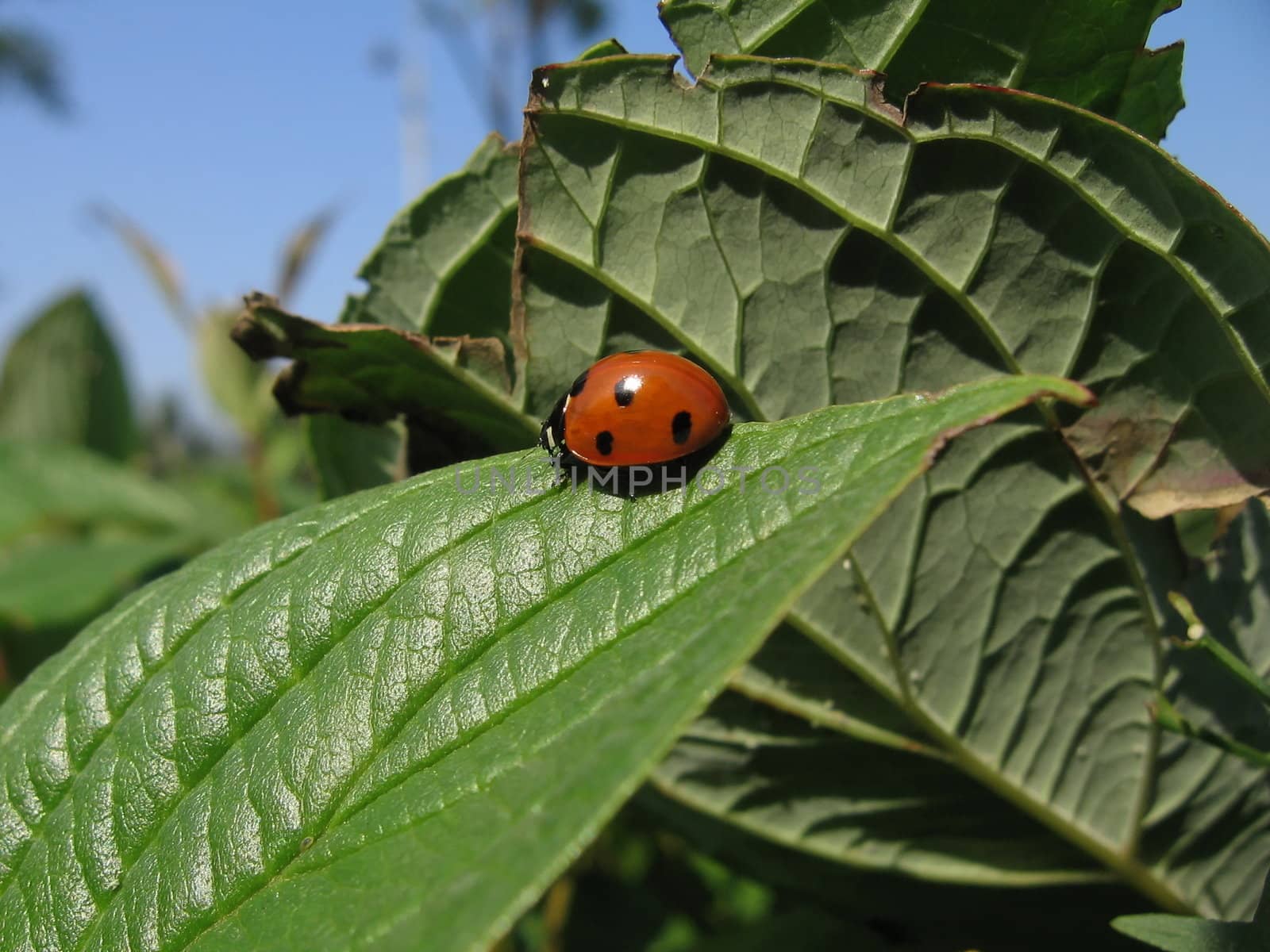 Ladybird by tomatto