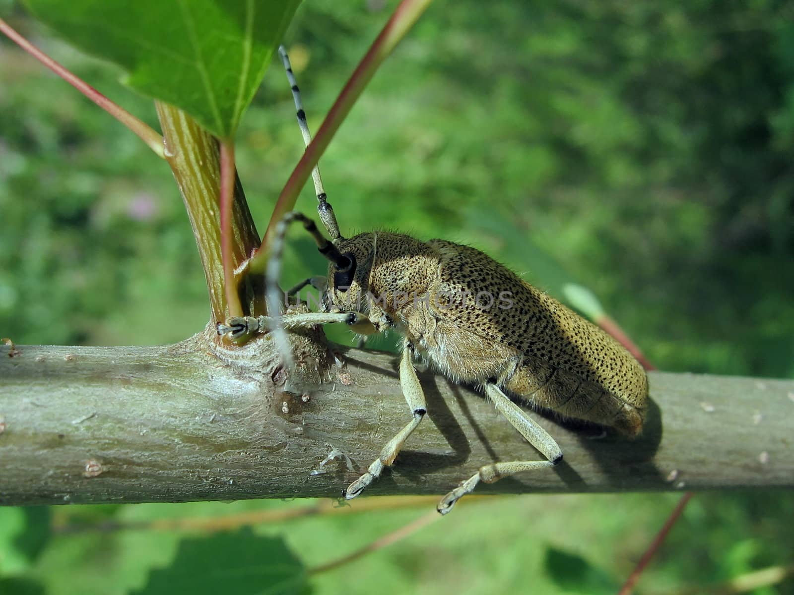 Cute large beetle sits on the trunk on a green background