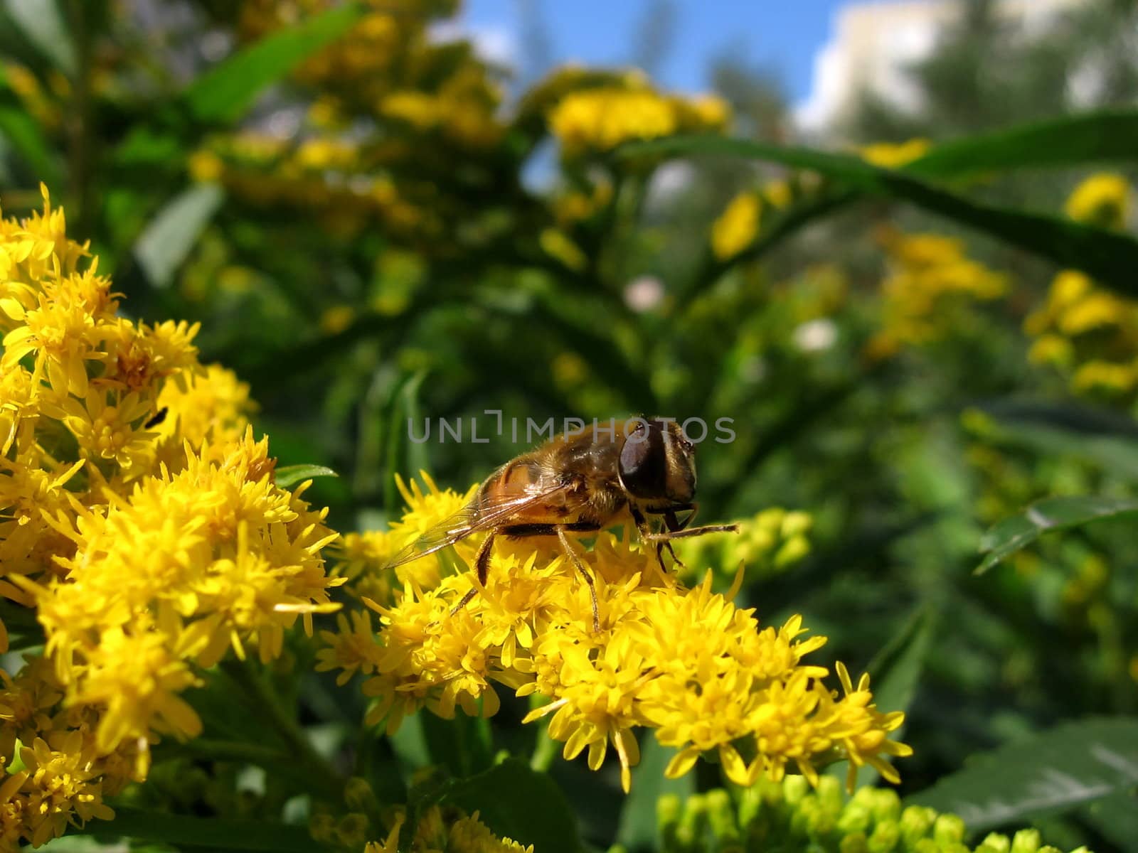 Very beautiful fly sits on the yellow flowers