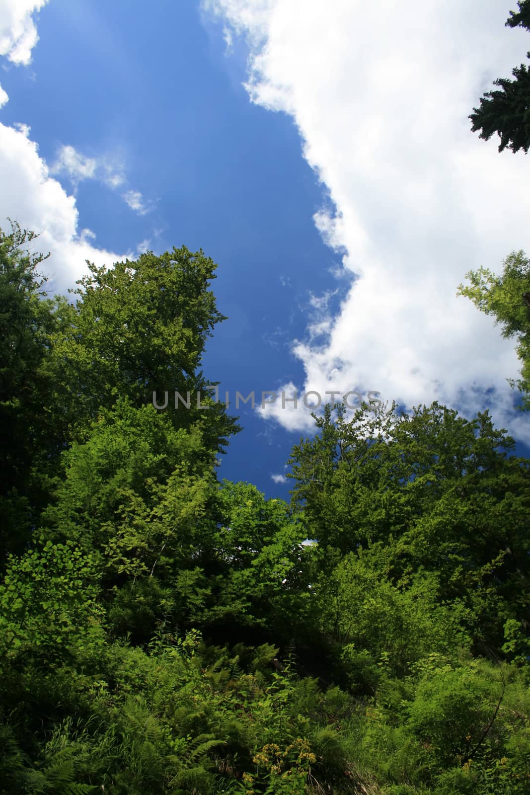 blue sky and trees, summer landscape photograph