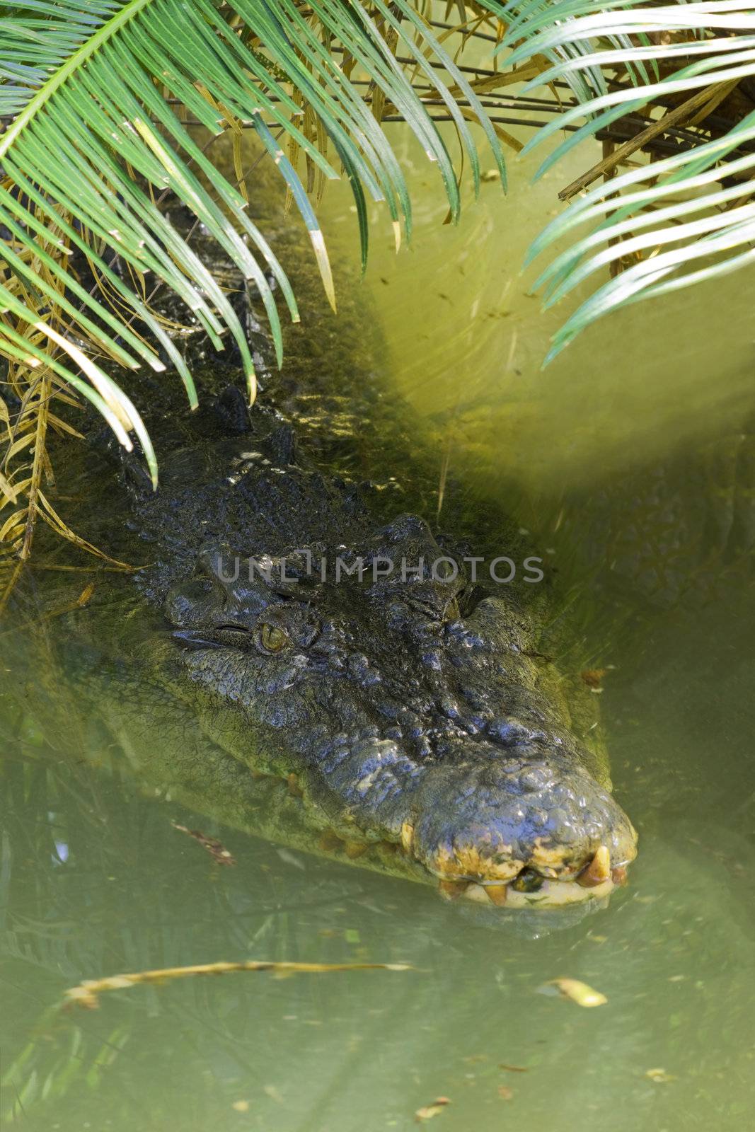 Salt water crocodile at surface by Jaykayl