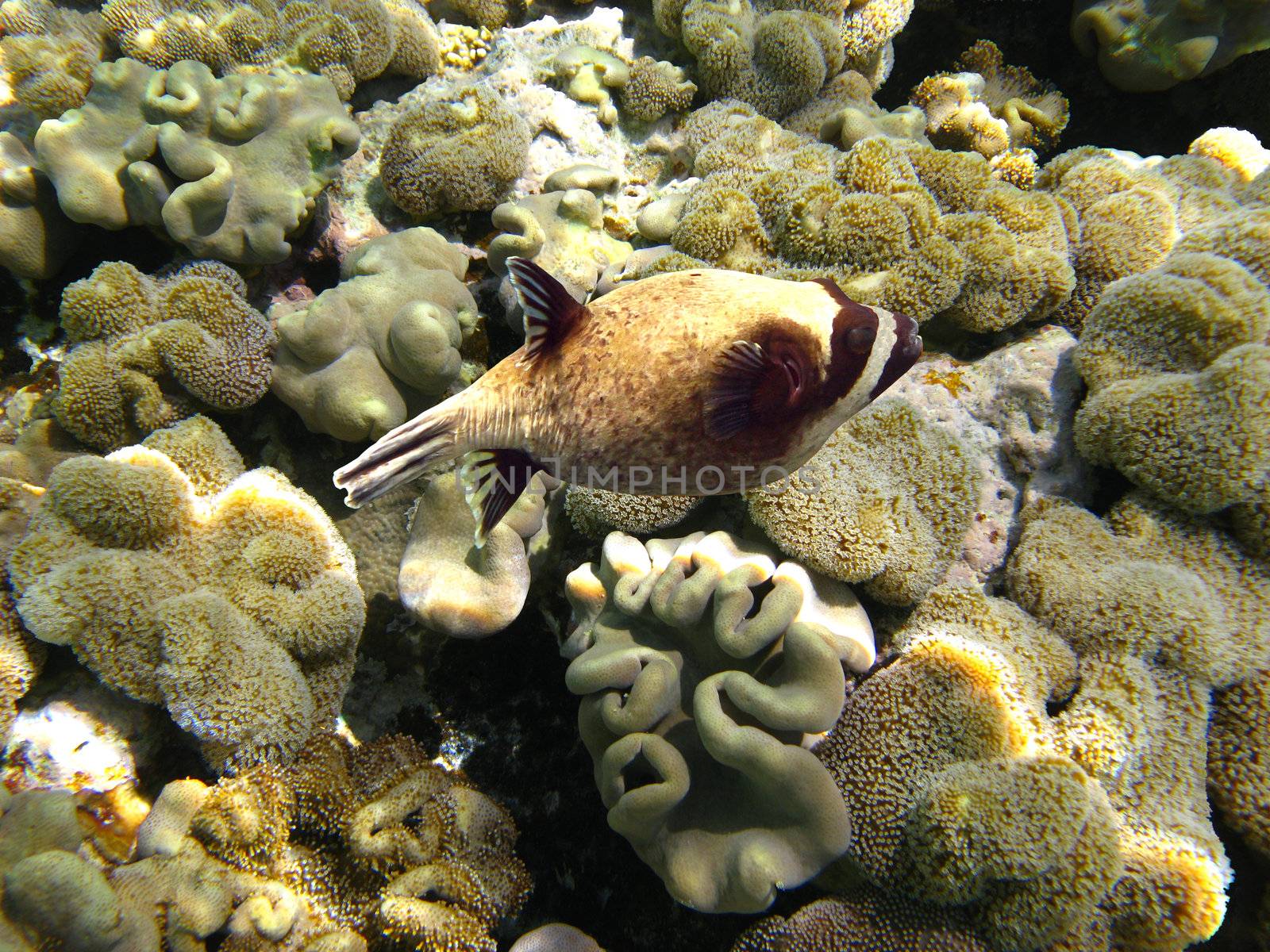 Masked puffer fish by vintrom