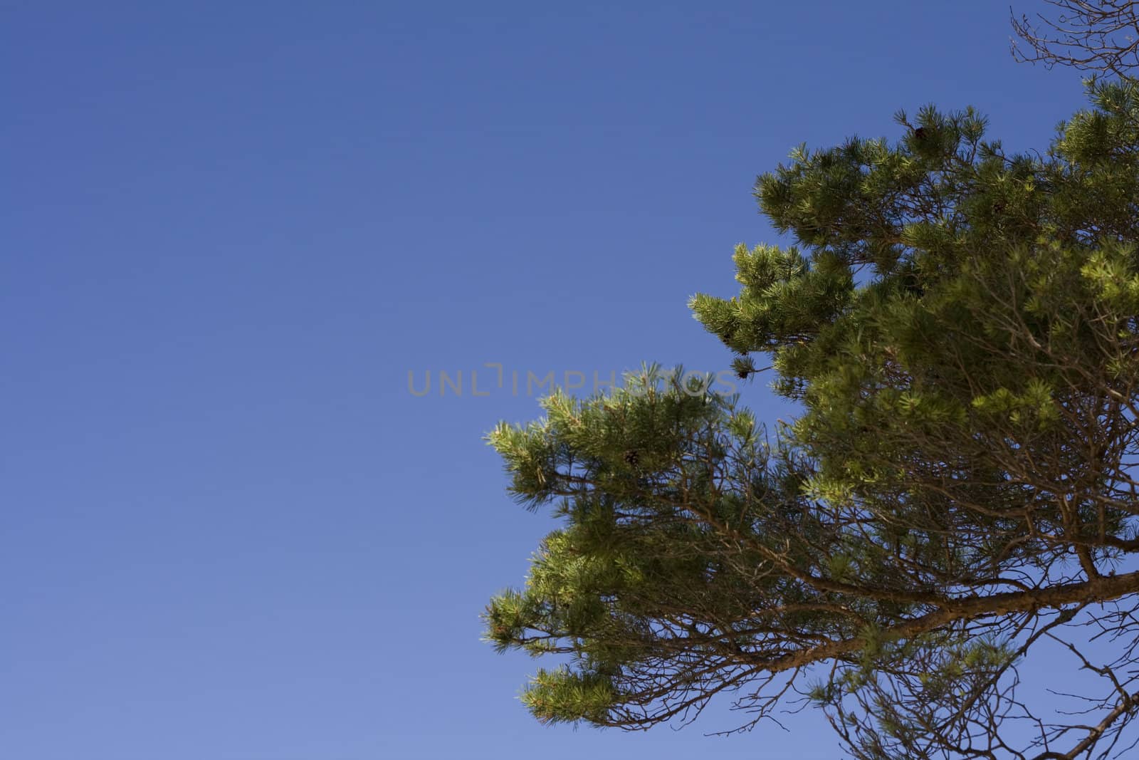 Pine tree by ursolv