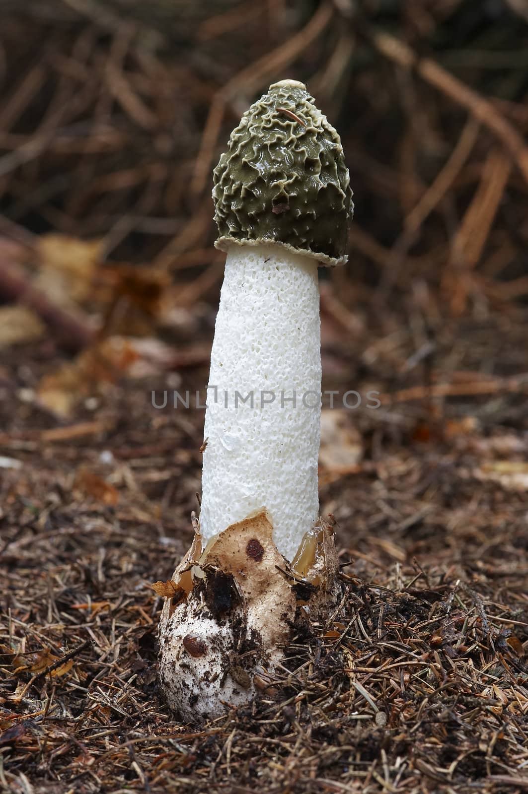 Close-up of the common stinkhorn - wood witch - powerful smell