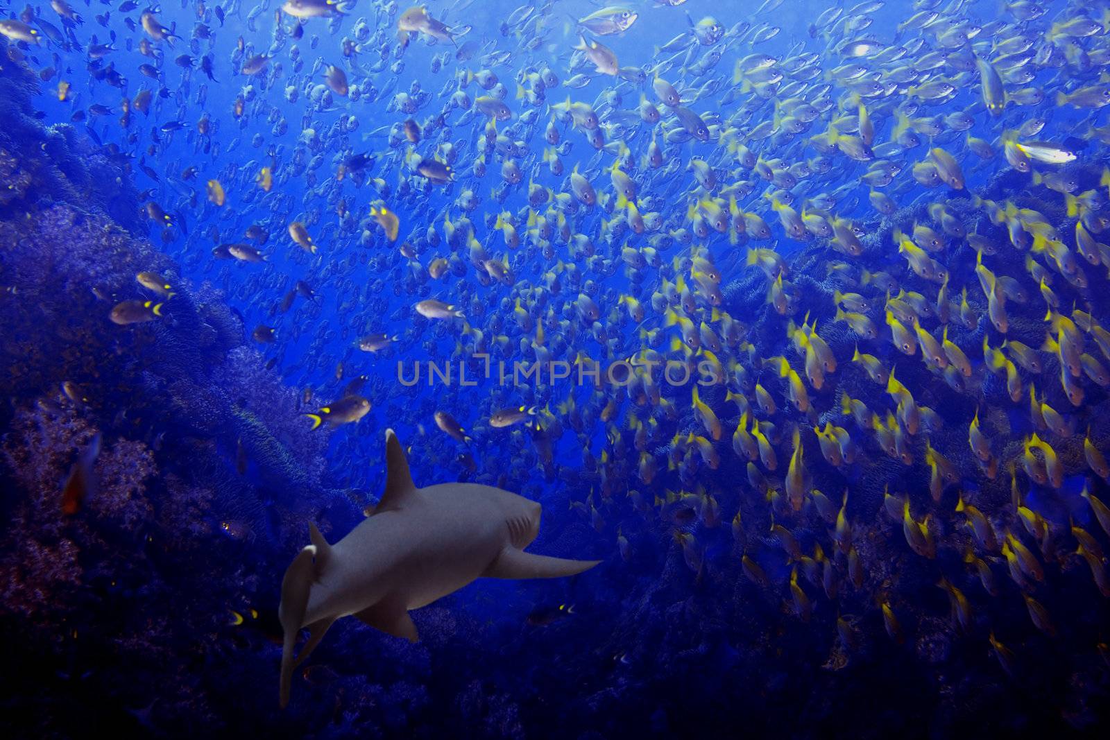Whitetip reef shark among a school of fish