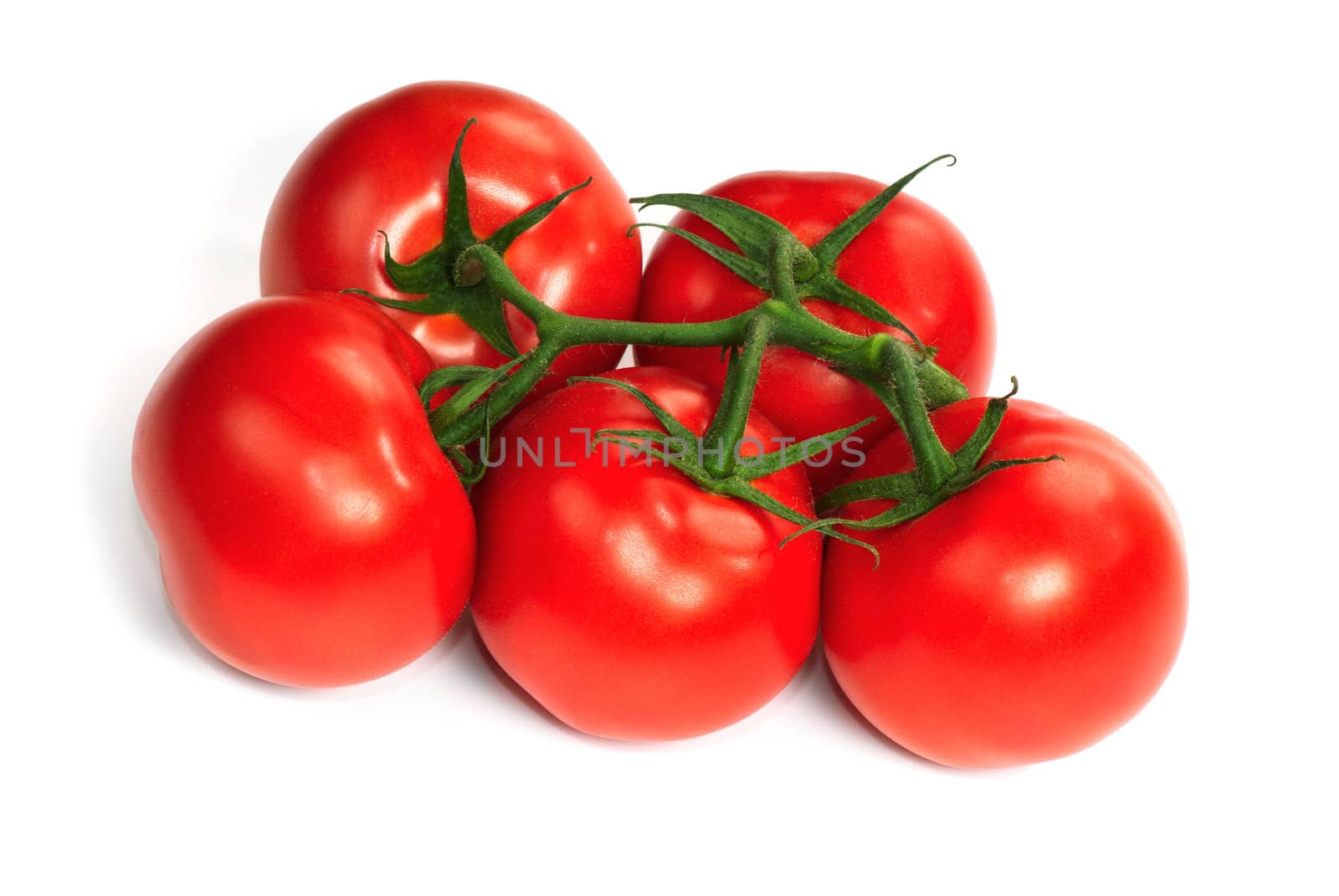 Fresh branch of tomatoes on white background