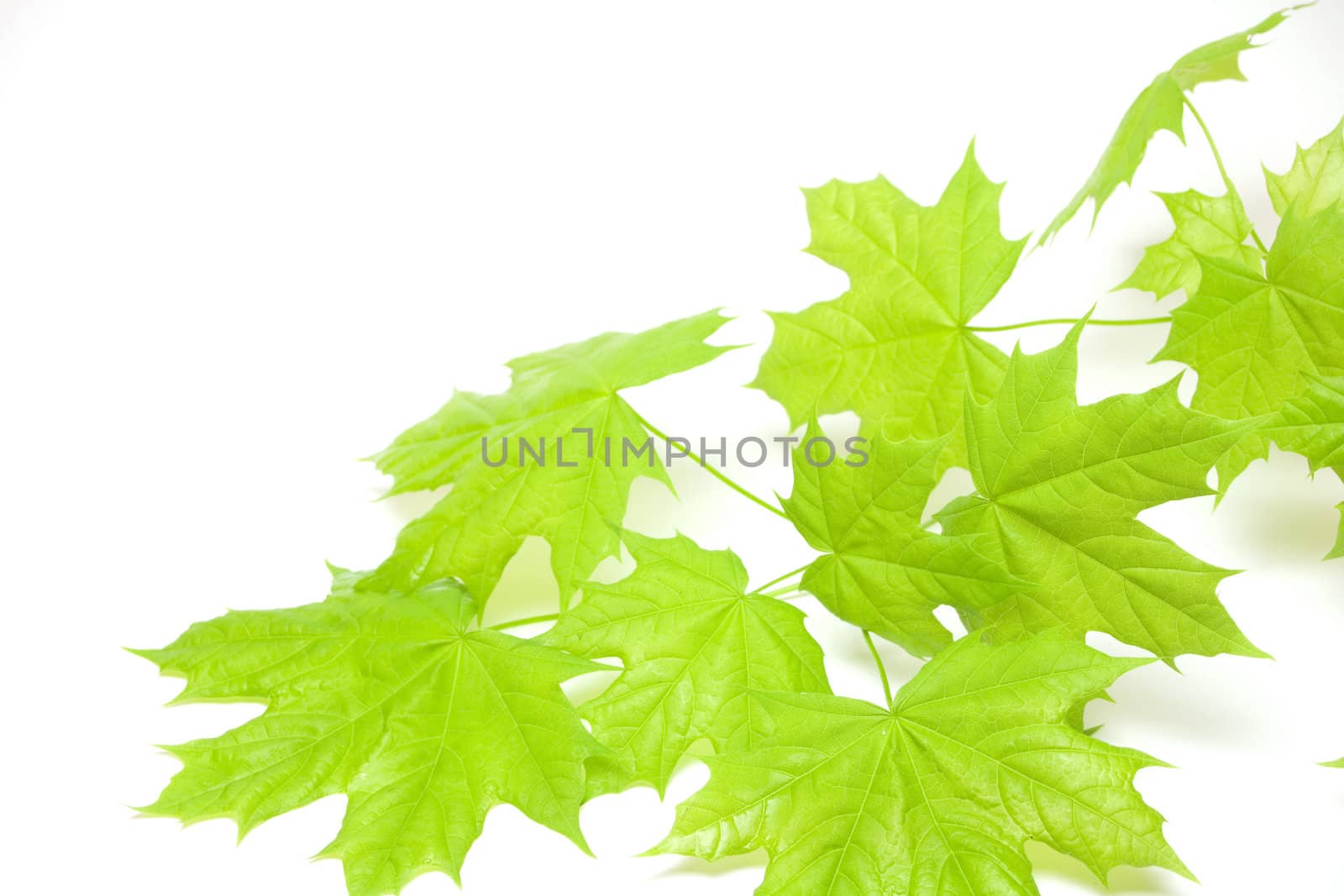 Green oak leaves