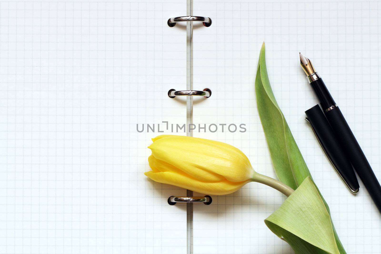 Yellow tulip and fountain pen lying on open spiral notebook