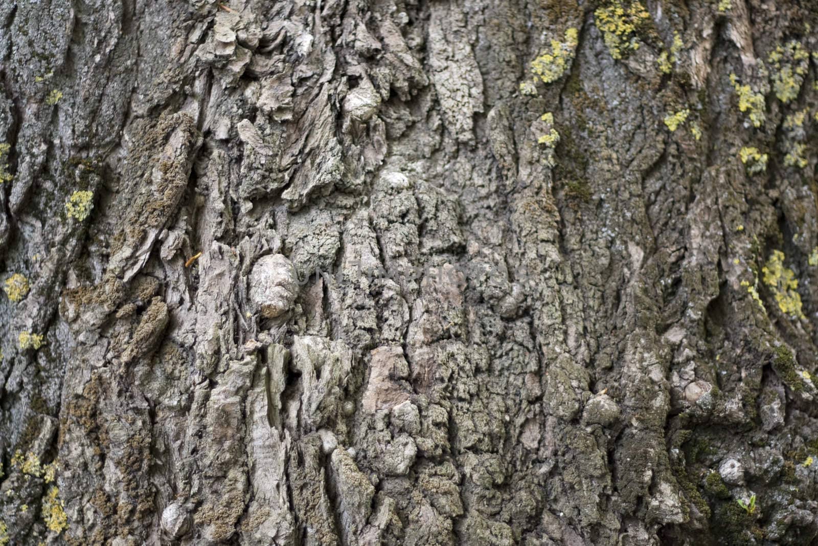 Oak bark by ursolv