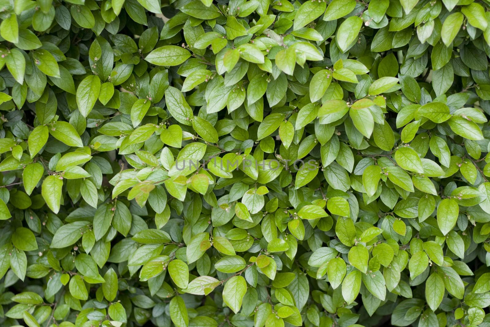 Green leaves pattern