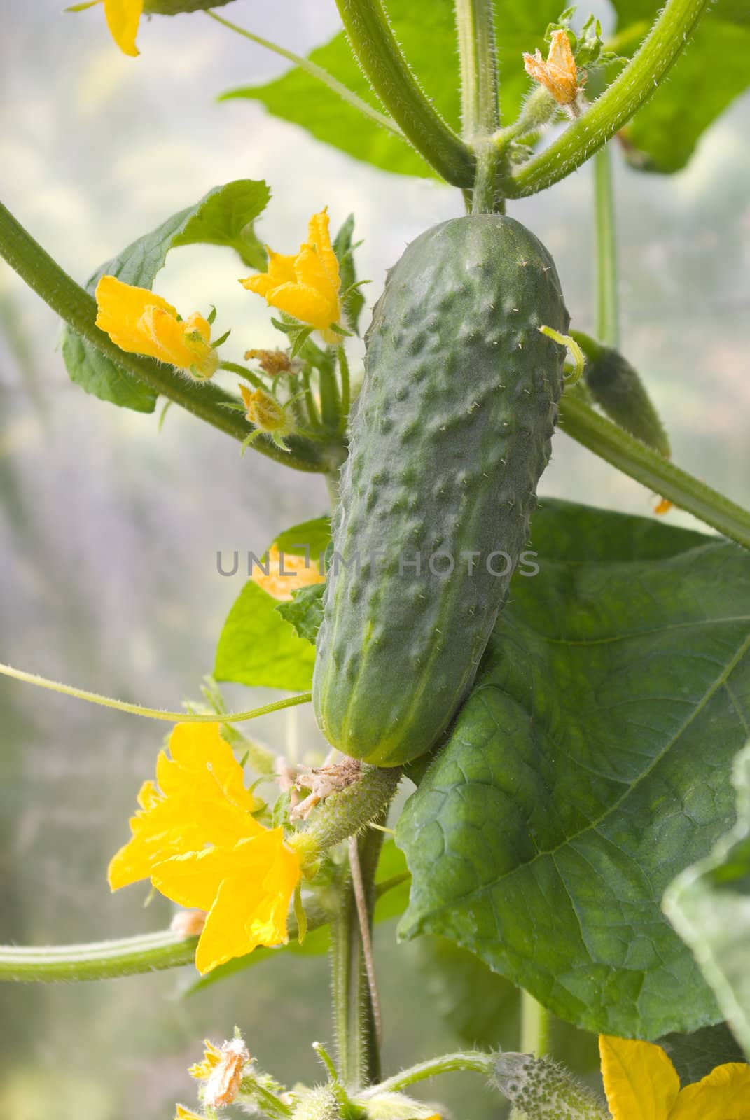 Green cucumber in hothouse.Growing cucumbers