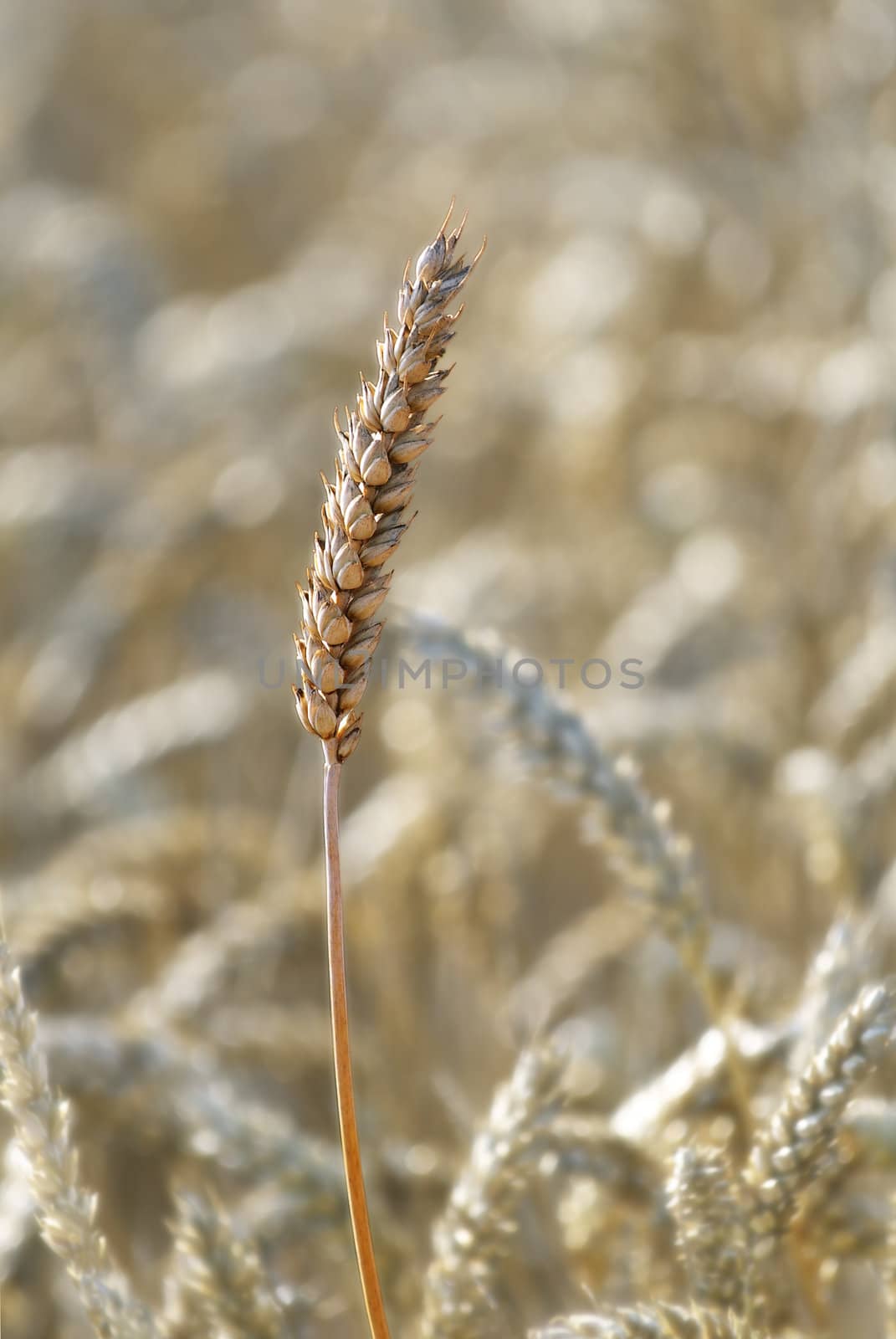 Gold wheat field that has begun to ear. 