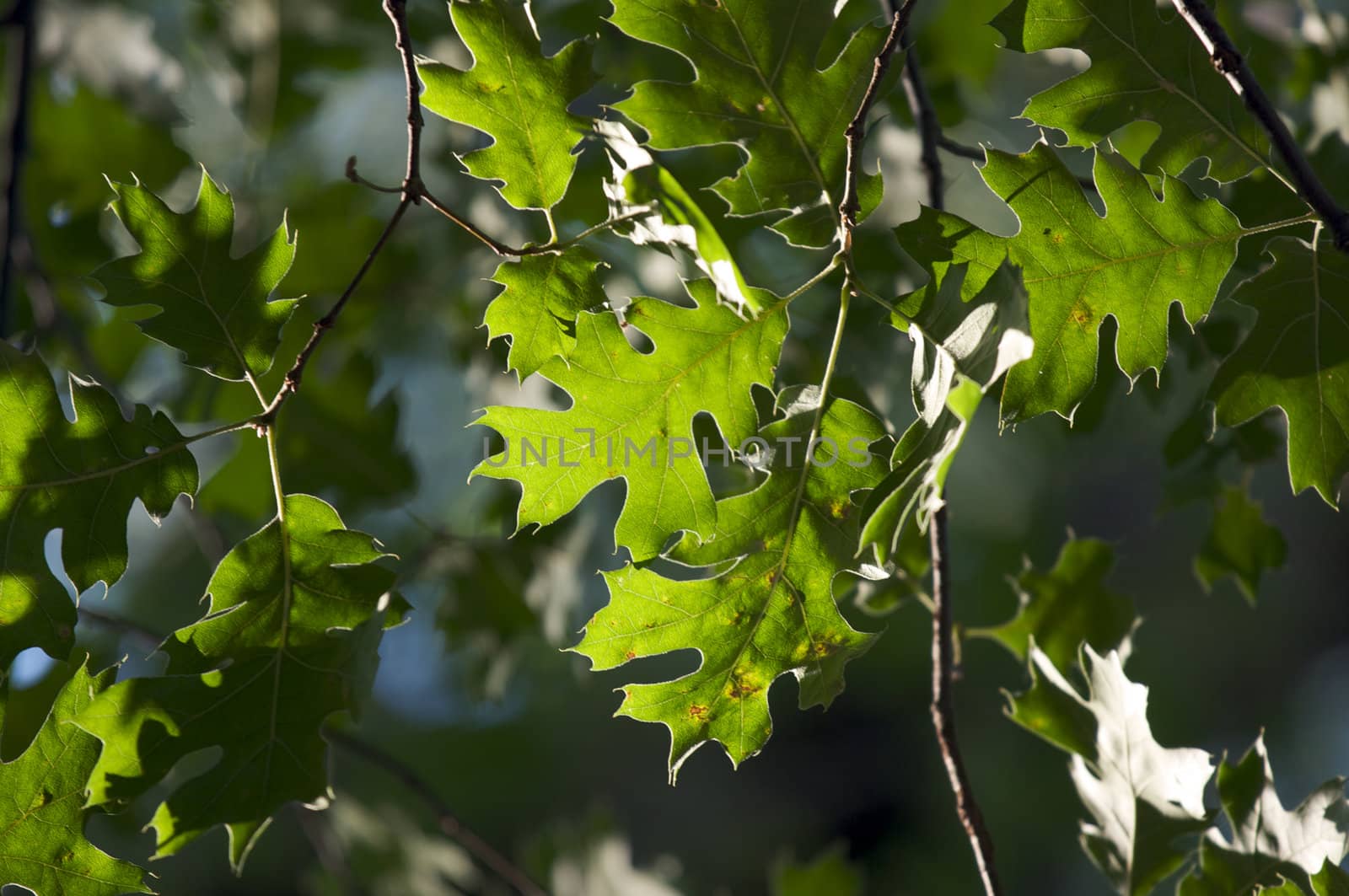 Backlit Oak Leaves with narrow depth of field.