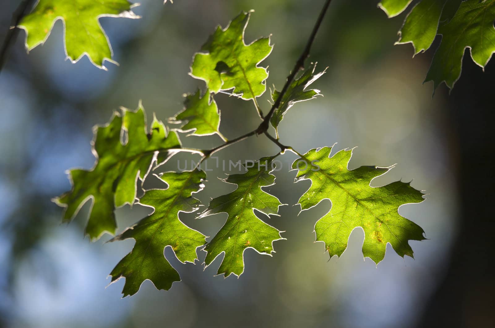 Backlit Oak Leaves with narrow depth of field.