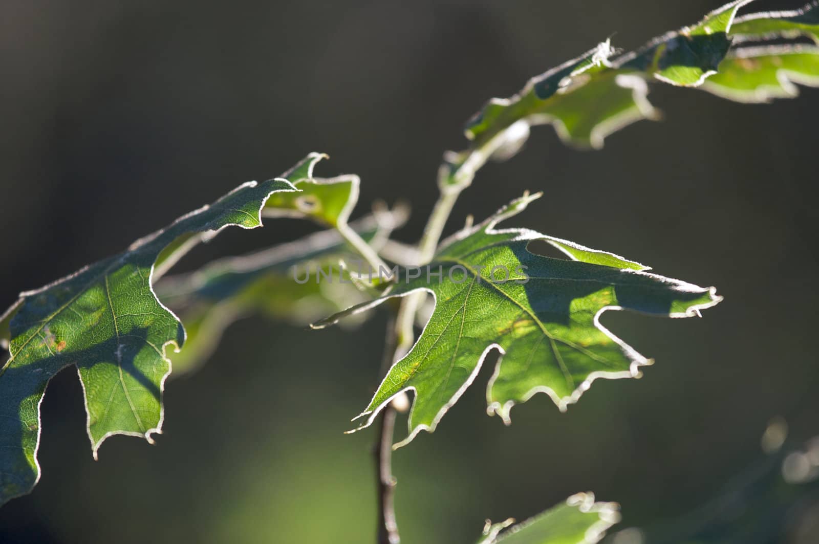 Backlit Oak Leaves with narrow depth of field.