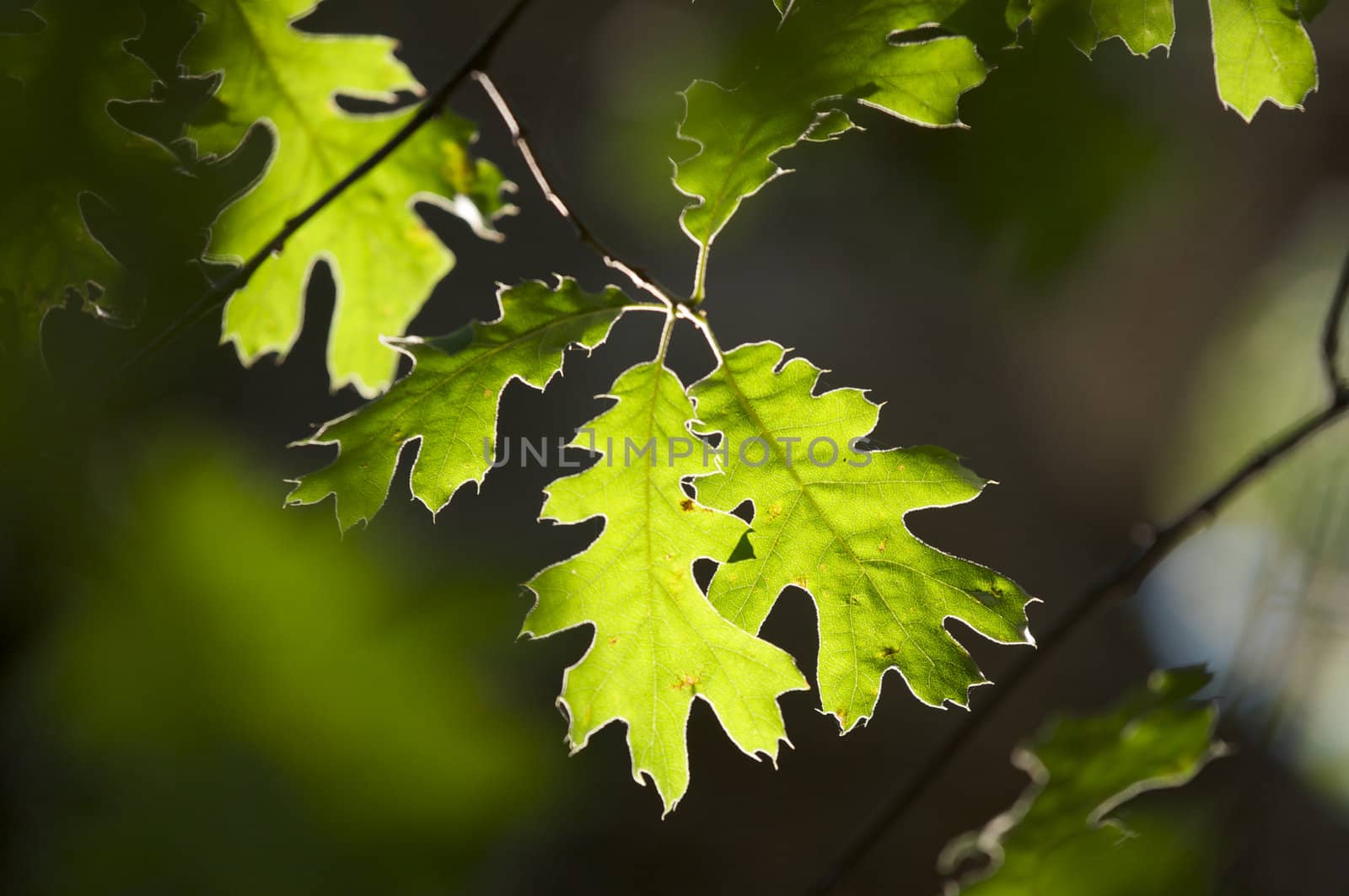 Backlit Oak Leaves with narrow depth of field.