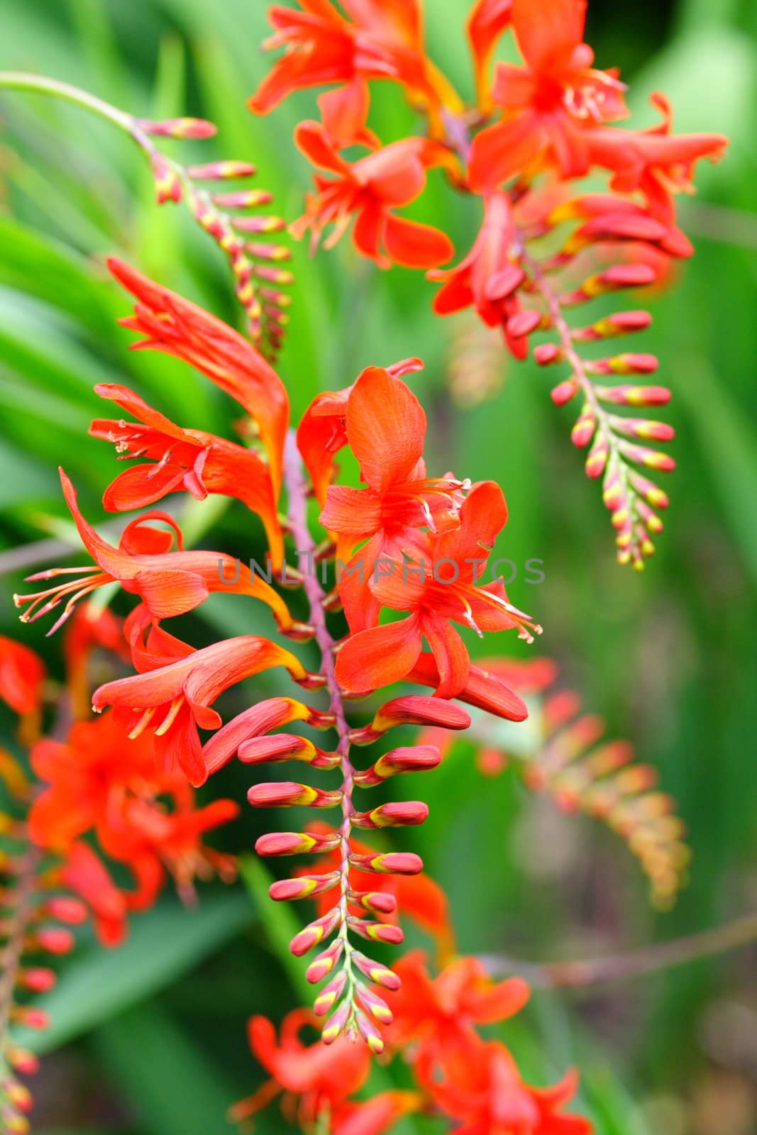 bright red crocosmia