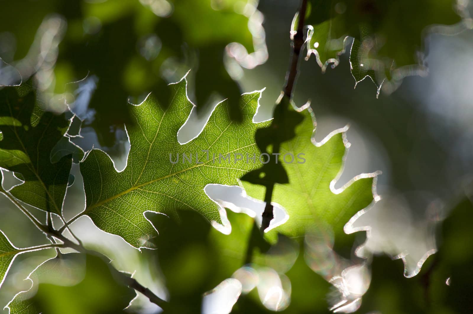 Backlit Oak Leaves with narrow depth of field.