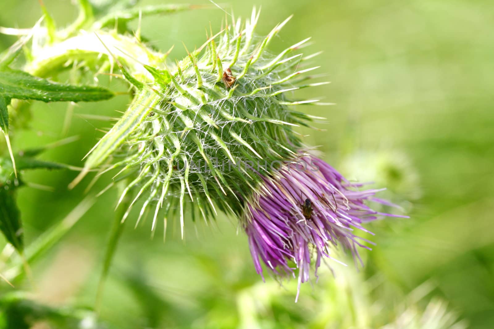thistle